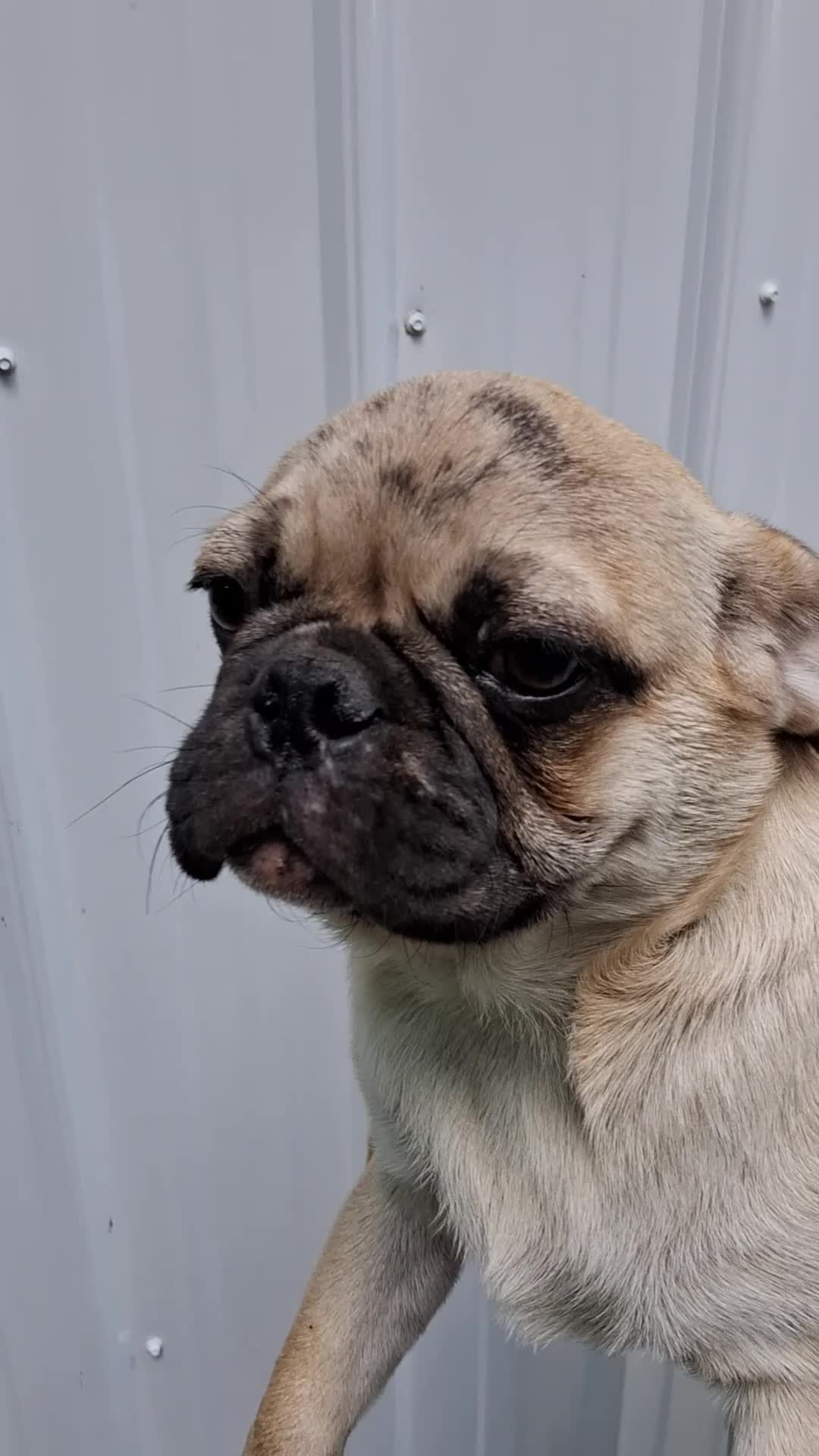Pug dogs for sale: Karl  - Video 1