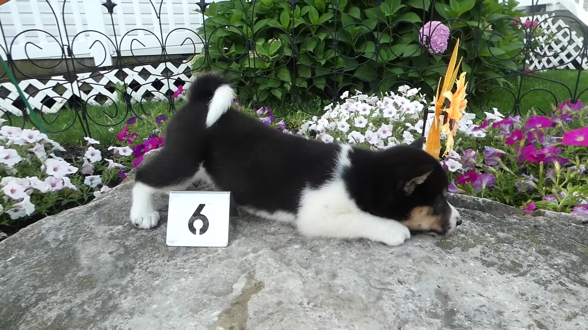 Shiba Inu dogs for sale: Shiba Inu 6 Kara - Video 1