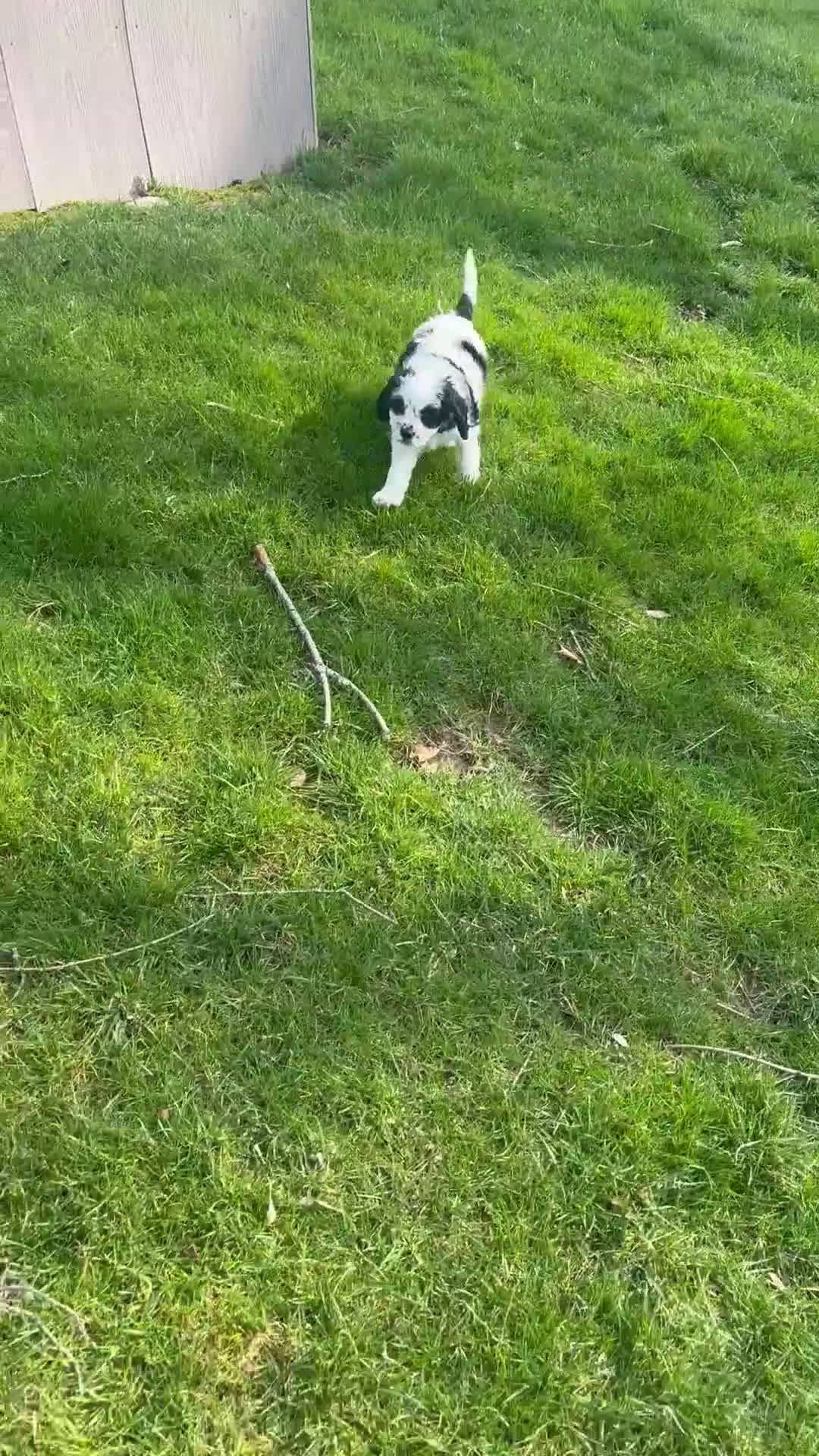 Cavapoo dogs for sale: Buttons - Video 2