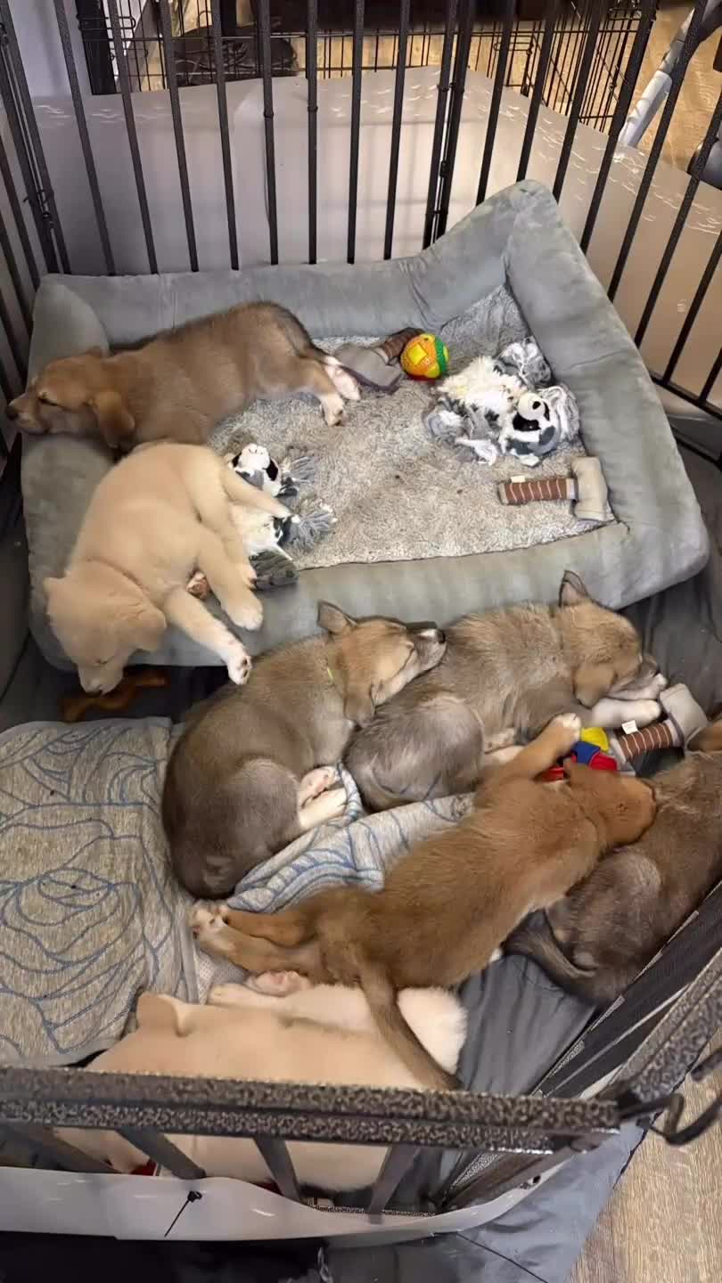 Mixed Breed dogs for sale: Yellow tag - Video 2