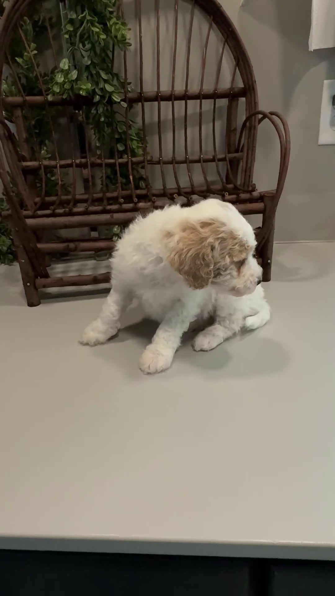 Mini Goldendoodle dogs for sale: Omar - Video 2