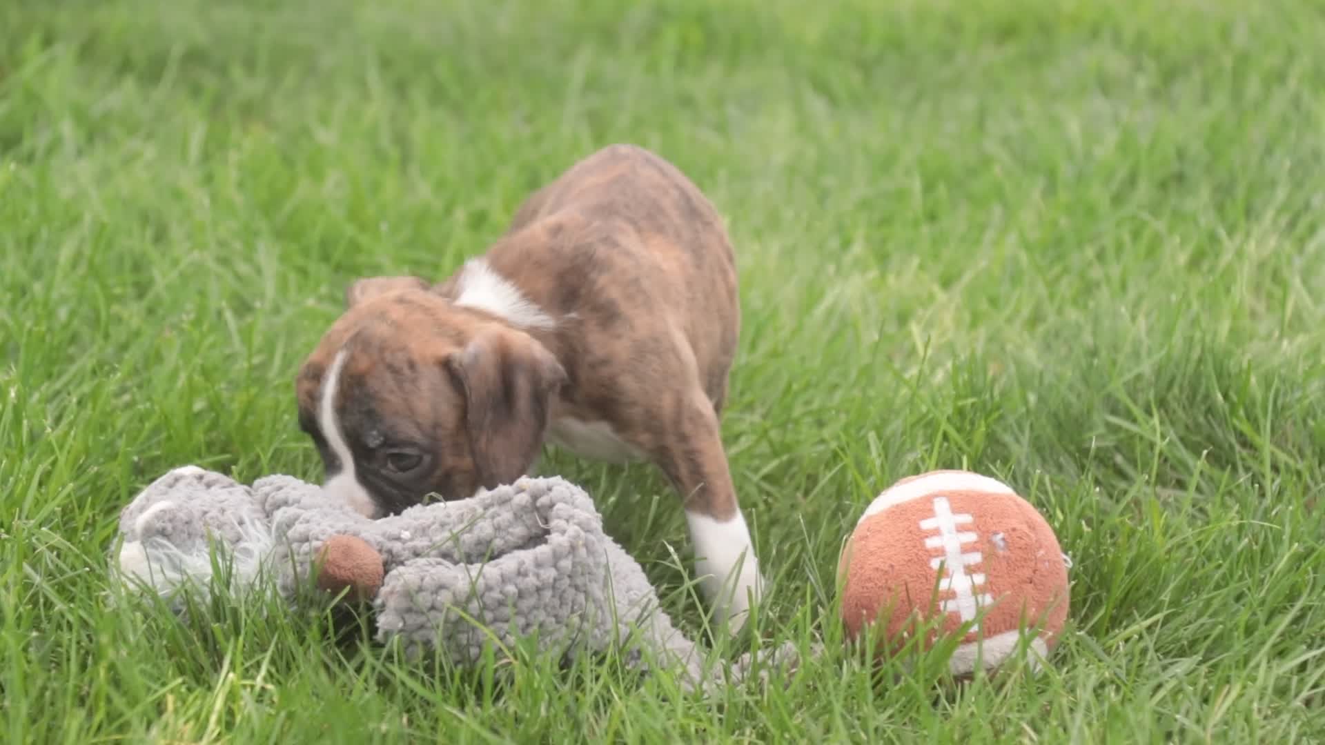 Boxer dogs for sale: Brody - Video 3