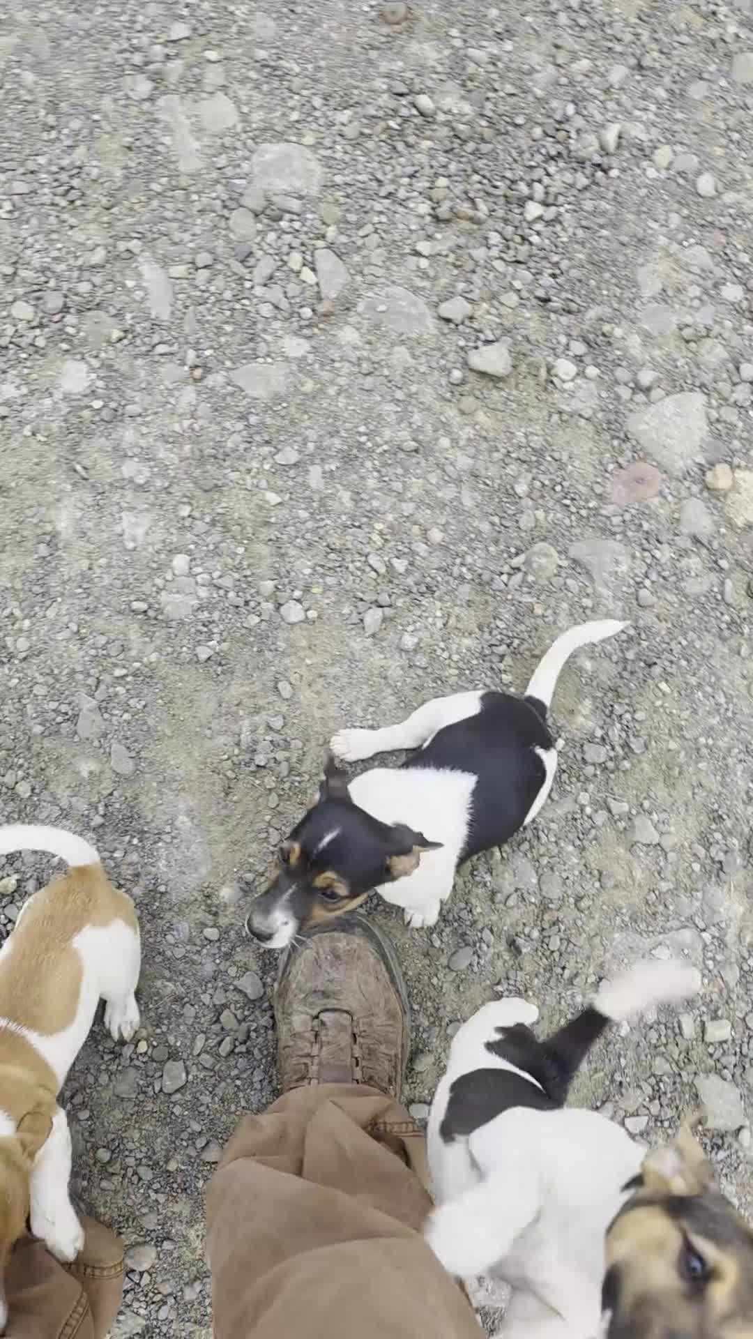 Jack Russell Terrier dogs for sale: Jack Russell Terrier 4 - Video 2