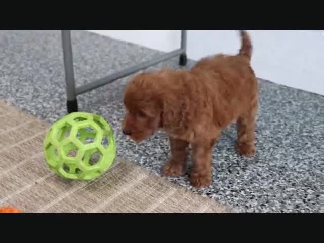 Mini Goldendoodle dogs for sale: Honey - Video 1