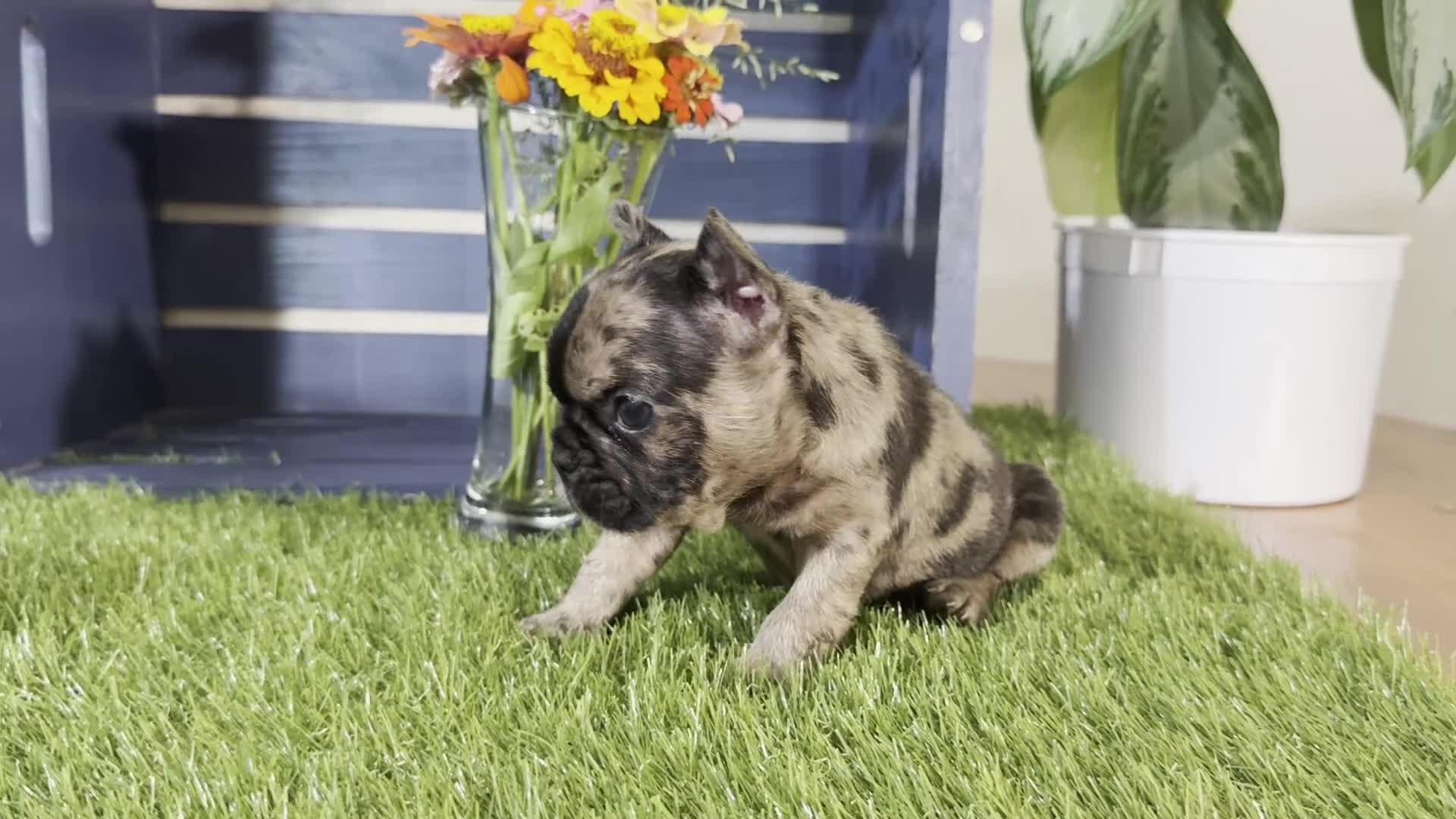 French Bulldog dogs for sale: Hank - Video 1