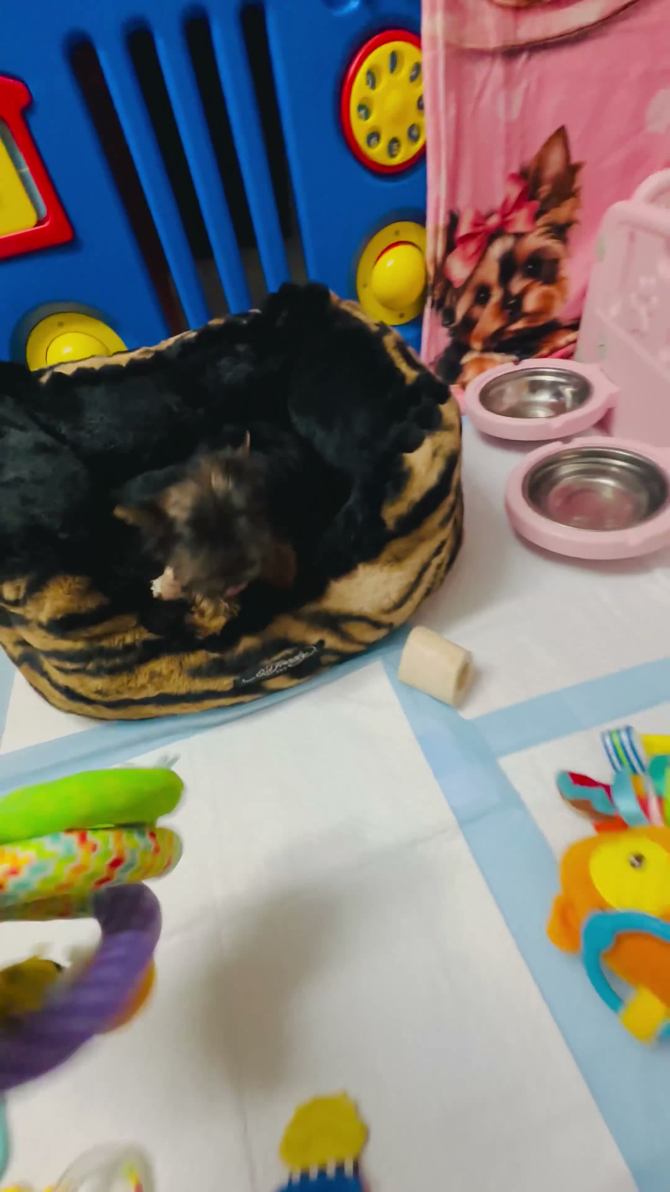 Yorkshire Terrier dogs for sale: Ace - Video 1