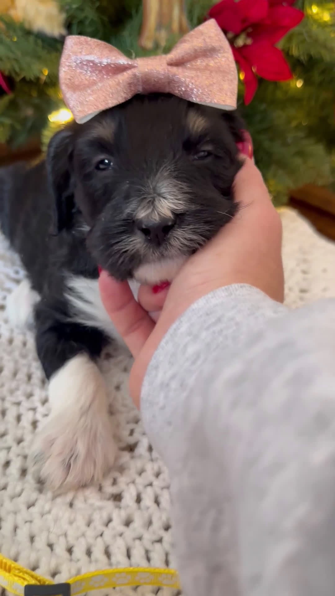 Mini Bernedoodle dogs for sale: Frank - Video 3
