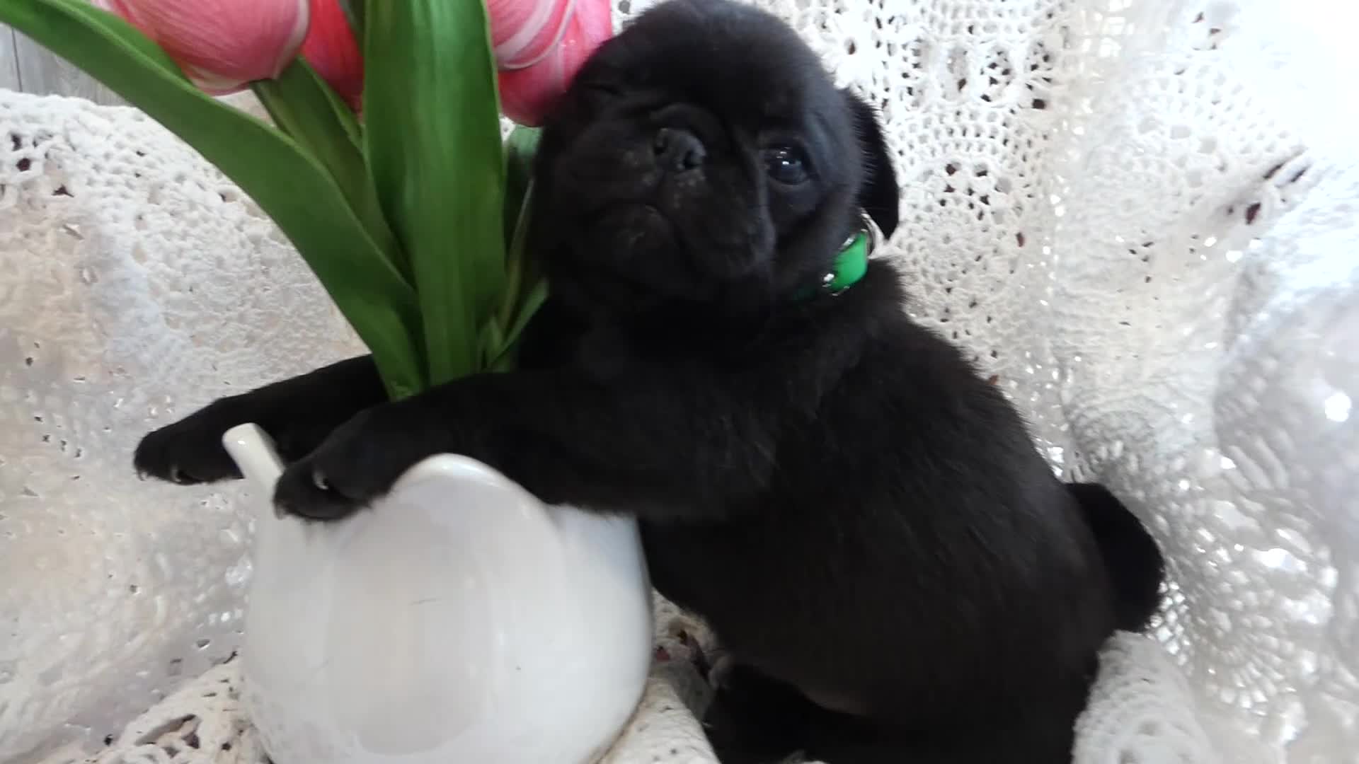 Pug dogs for sale: Pug 1 Rex - Video 1