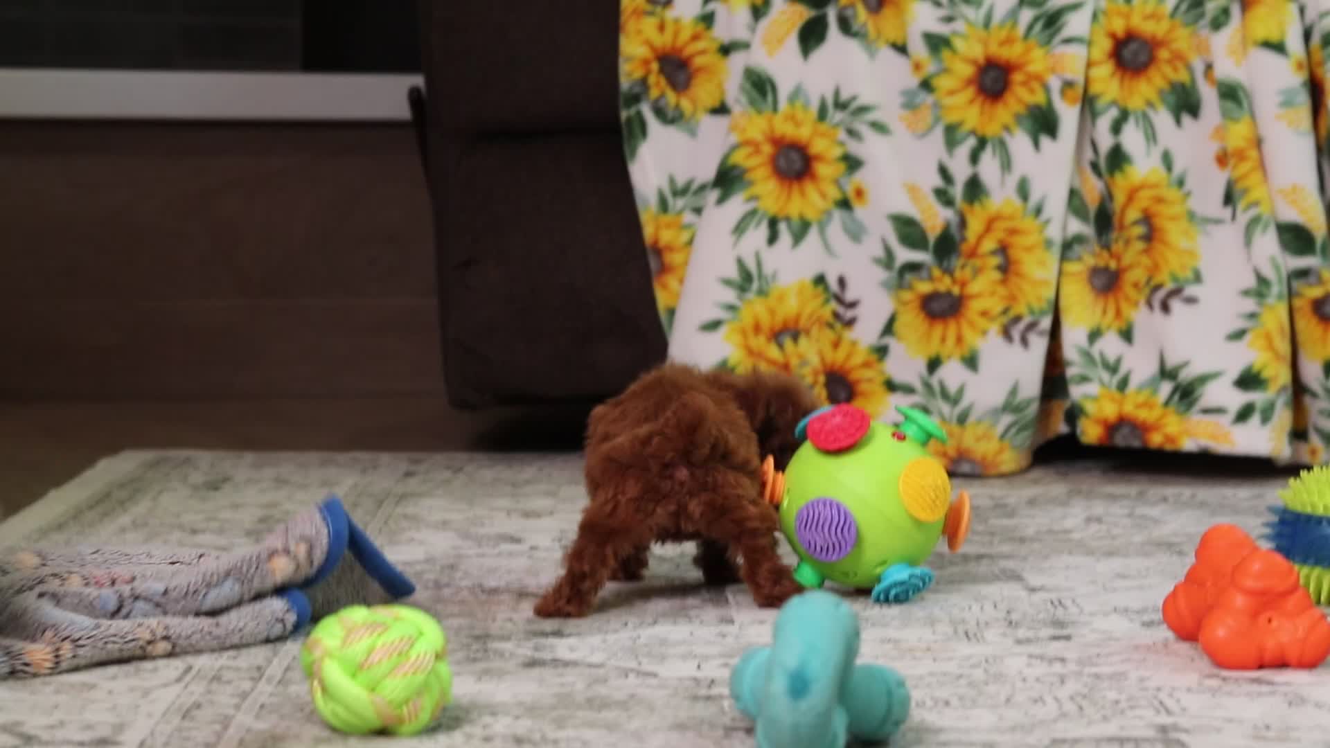 Miniature Poodle dogs for sale: Vanna - Video 1
