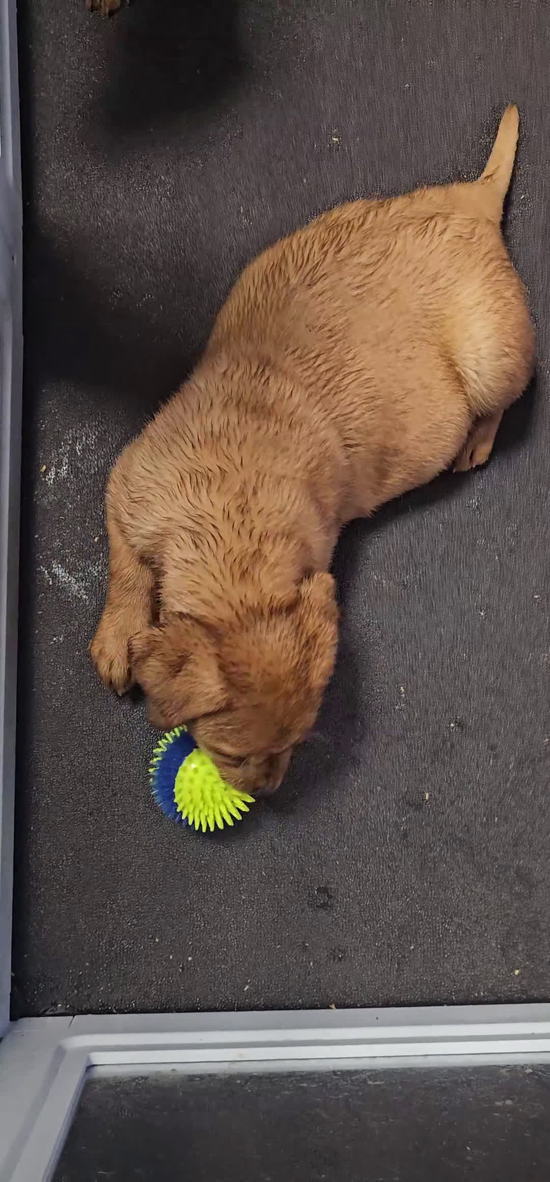 Labrador Retriever dogs for sale: Ashley - Video 2