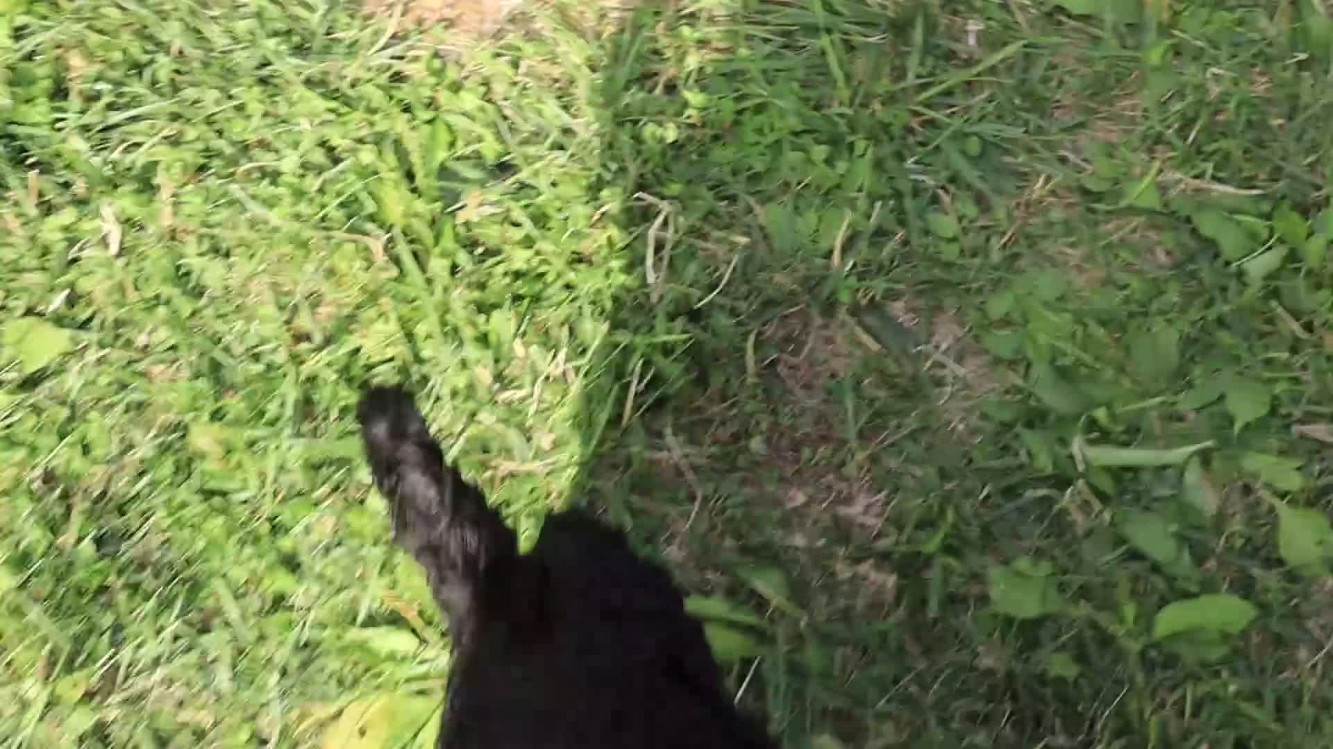 Standard Poodle dogs for sale: John - Video 1