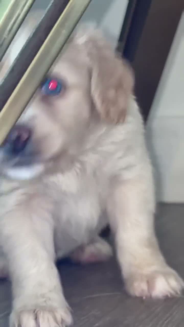Mixed Breed dogs for sale: Blossom  - Video 1
