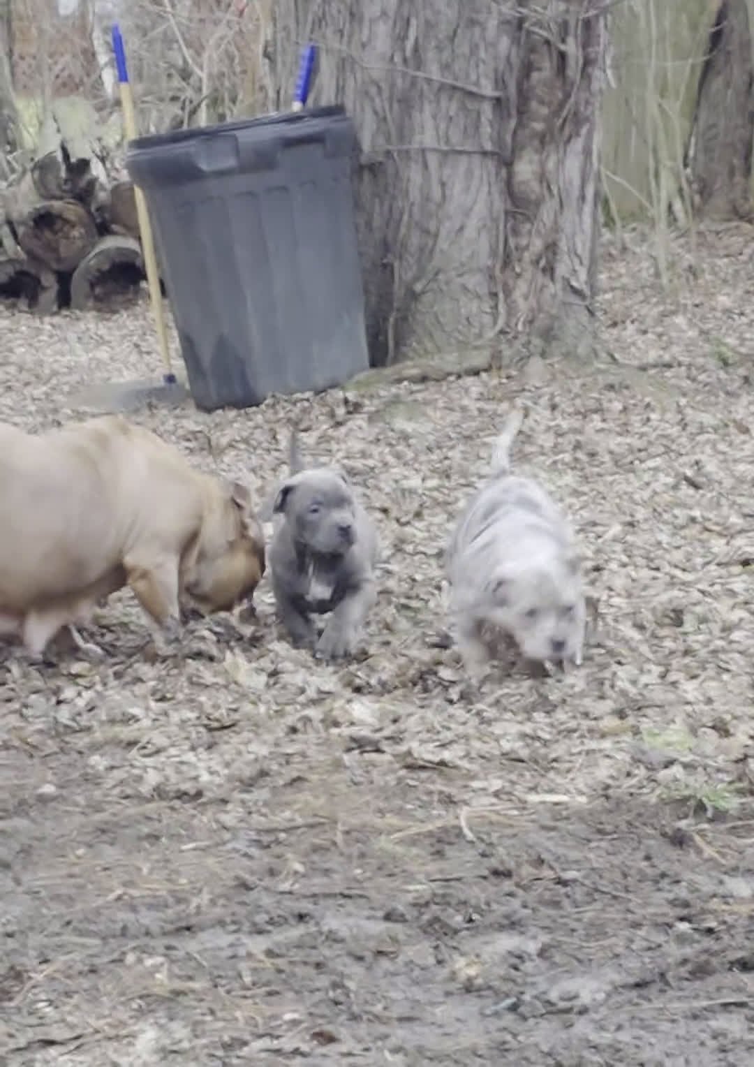 American Bully dogs for sale: Black tri Merle - Video 5