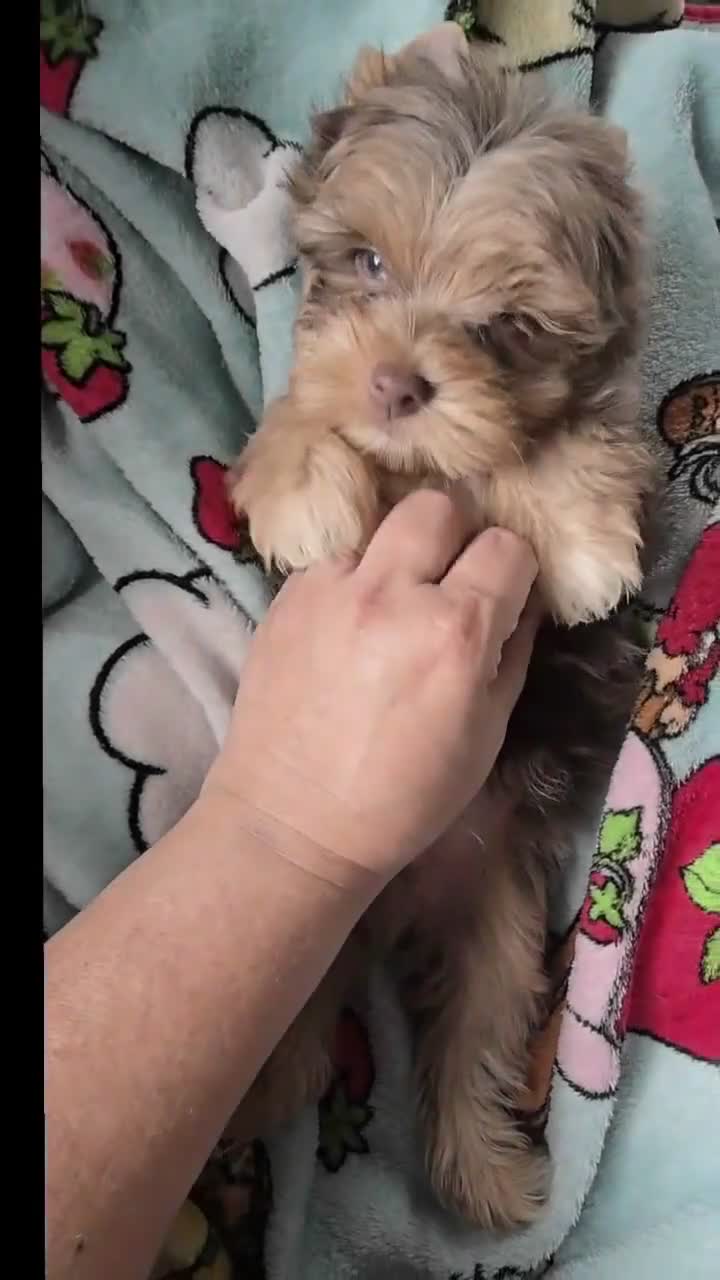 Yorkshire Terrier dogs for sale: Prince Zevs of Biewerlux  - Video 1