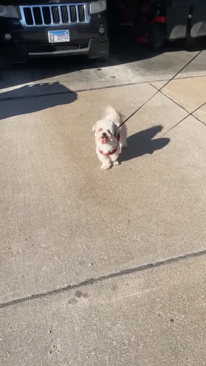 Shihpoo dogs for sale: Shihpoo Puppy Goldie - Video 1