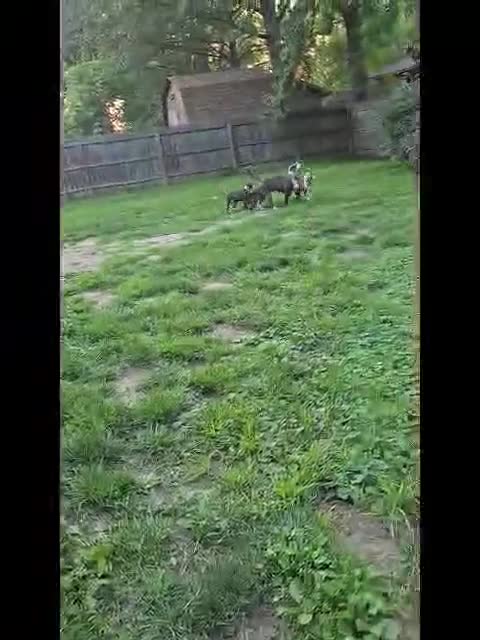American Bulldog dogs for sale: American Bulldog 1 - Video 3
