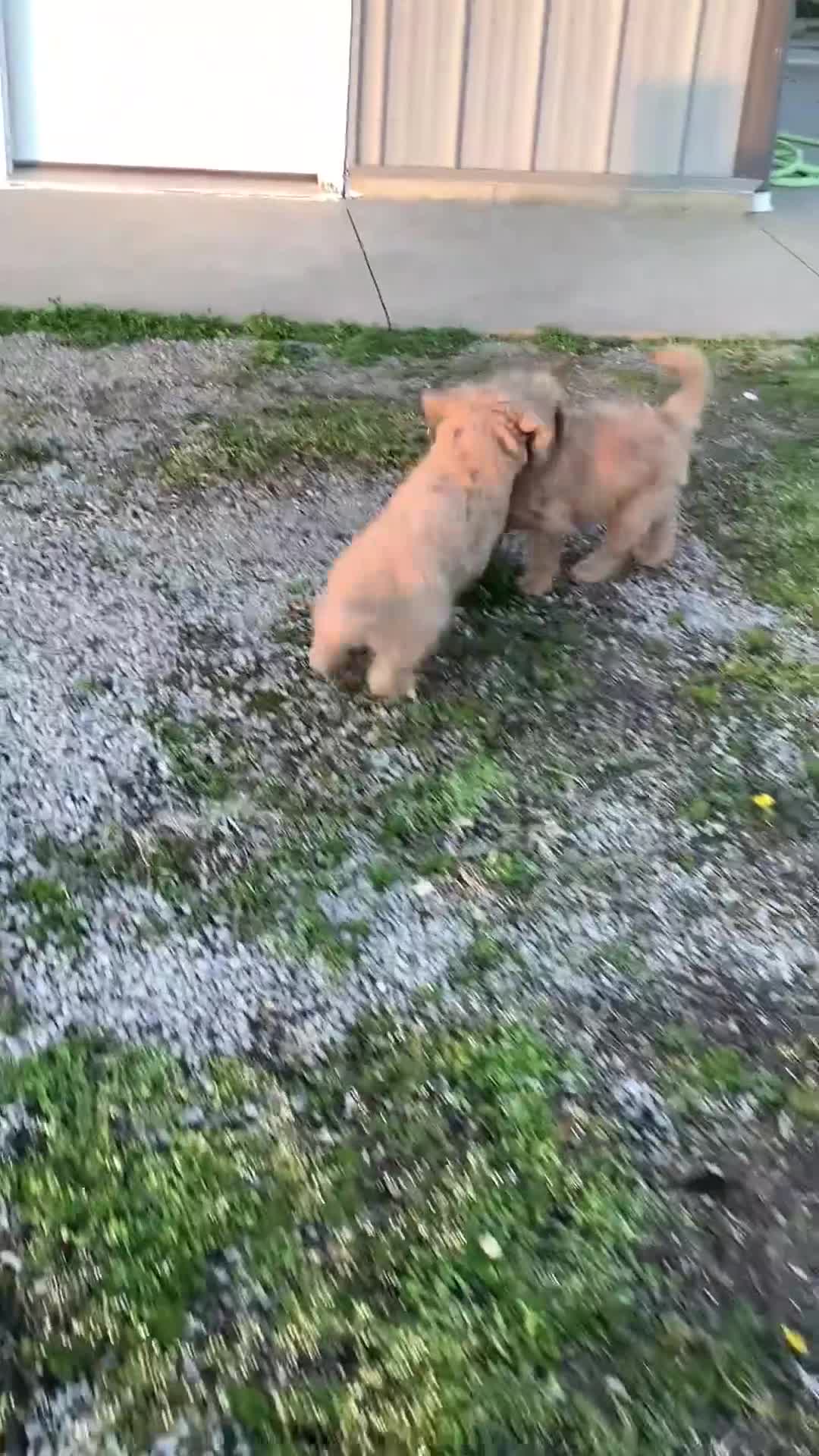 Goldendoodle dogs for sale: Goldendoodle Puppy 1 - Video 2