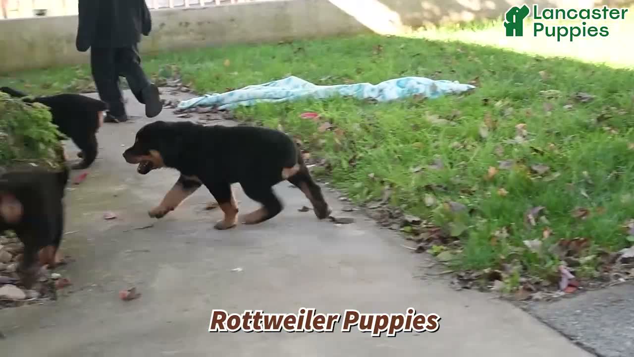 Rottweiler dogs for sale: Moxie - Video 1