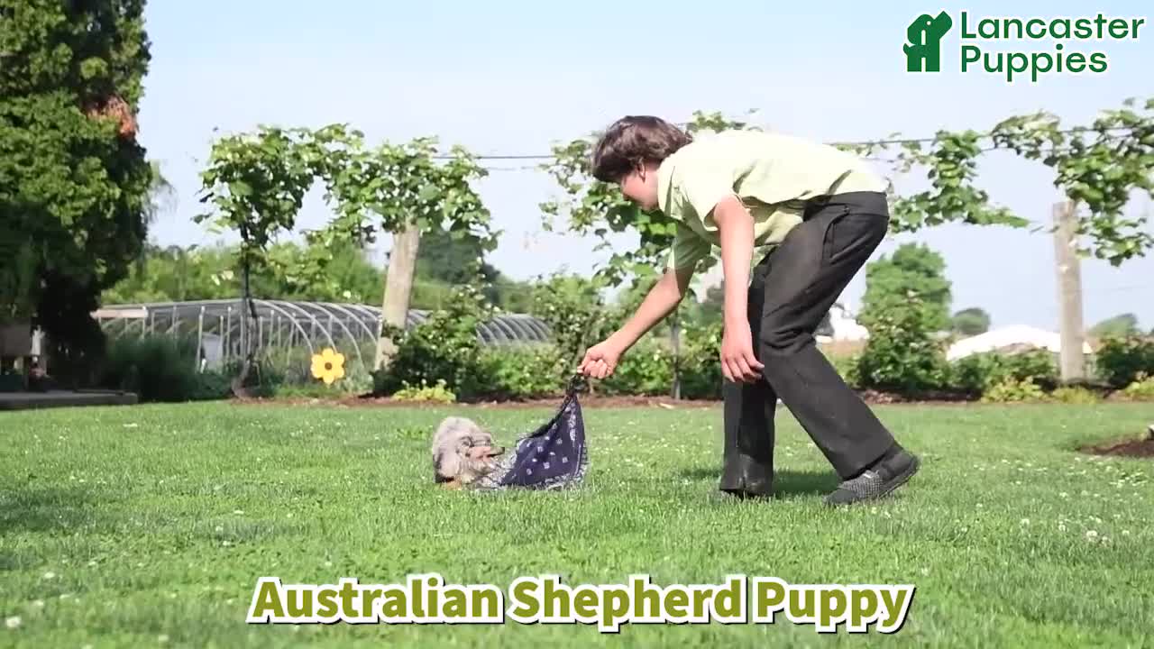 Australian Shepherd dogs for sale: Rhoda - Video 1