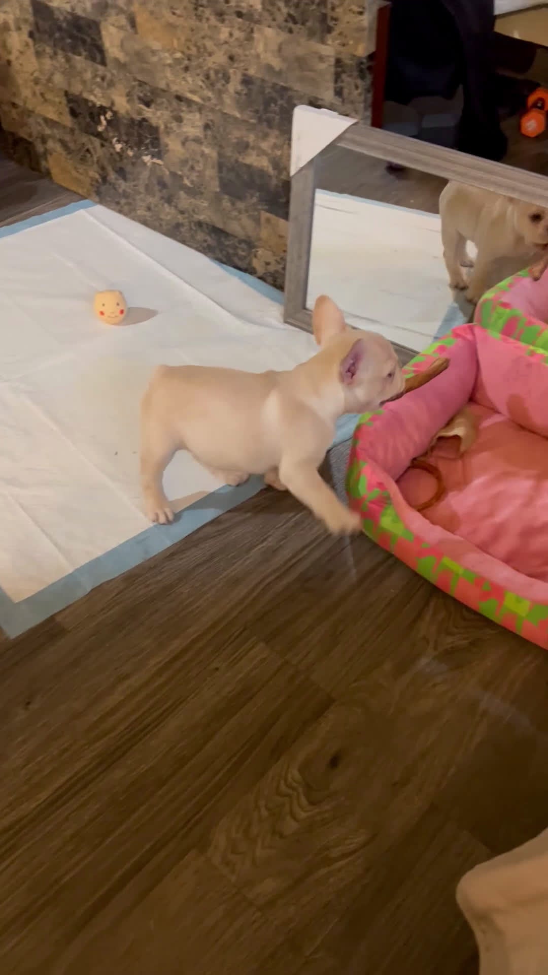 French Bulldog dogs for sale: French Bulldog Puppy 1 - Video 3