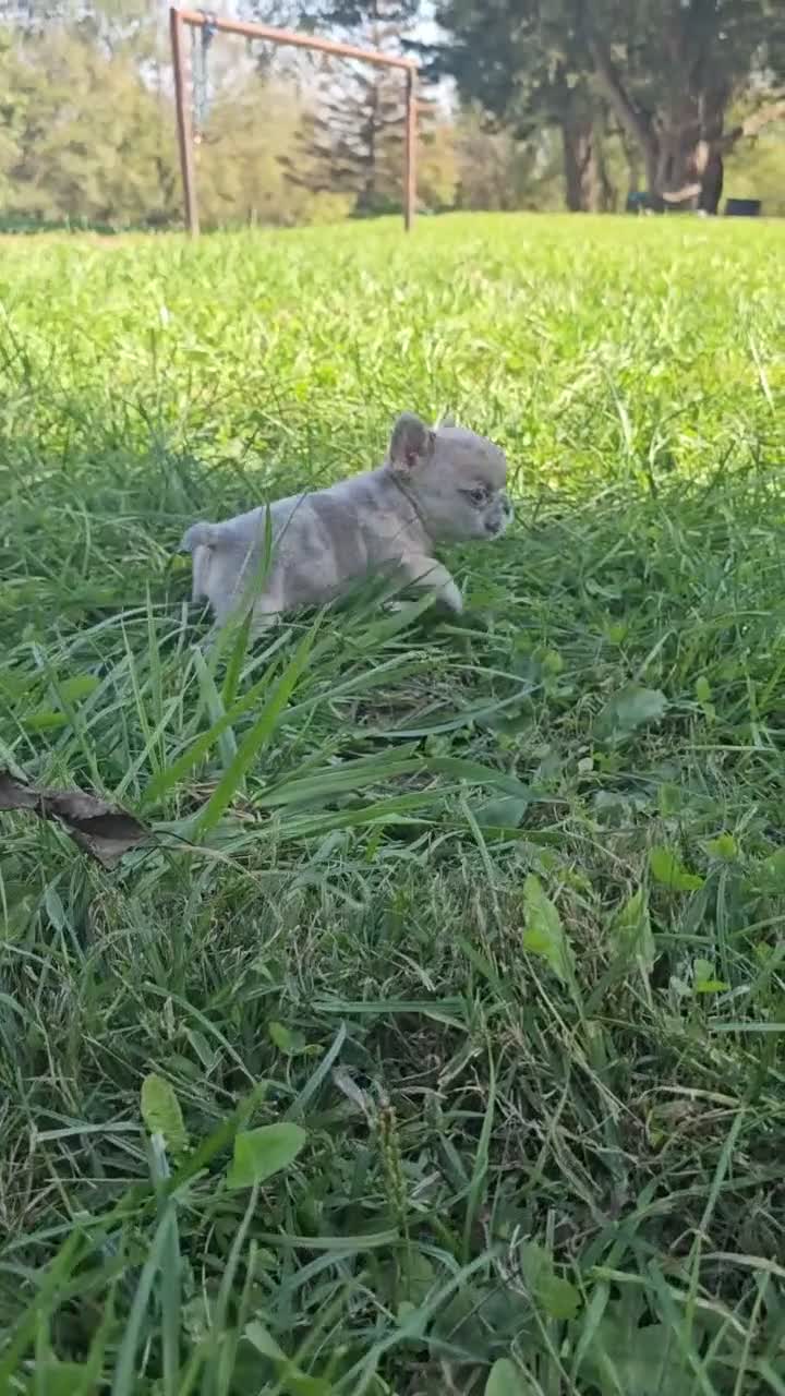French Bulldog dogs for sale: Quinn - Video 1