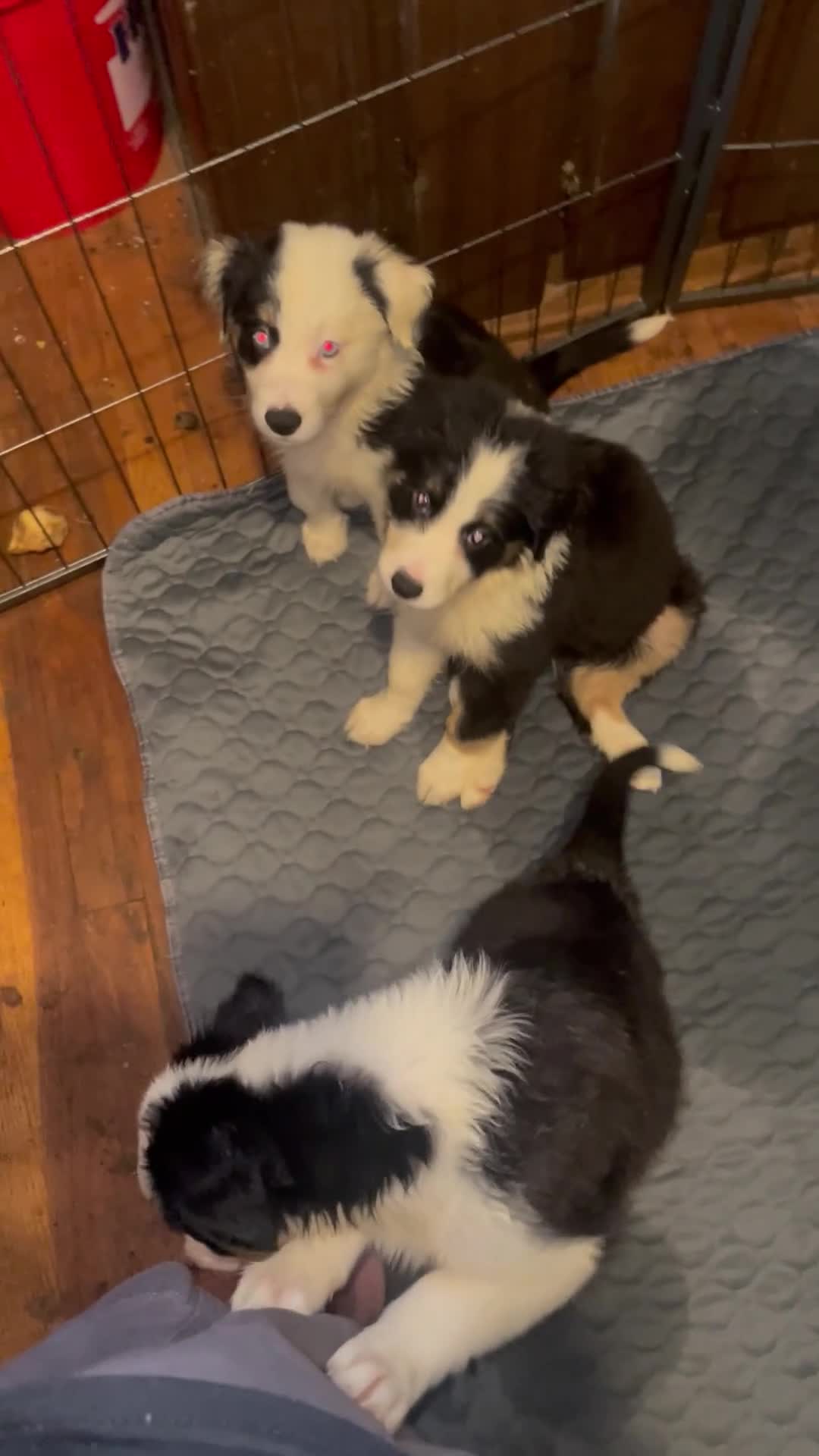 Mixed Breed dogs for sale: Petey  - Video 1