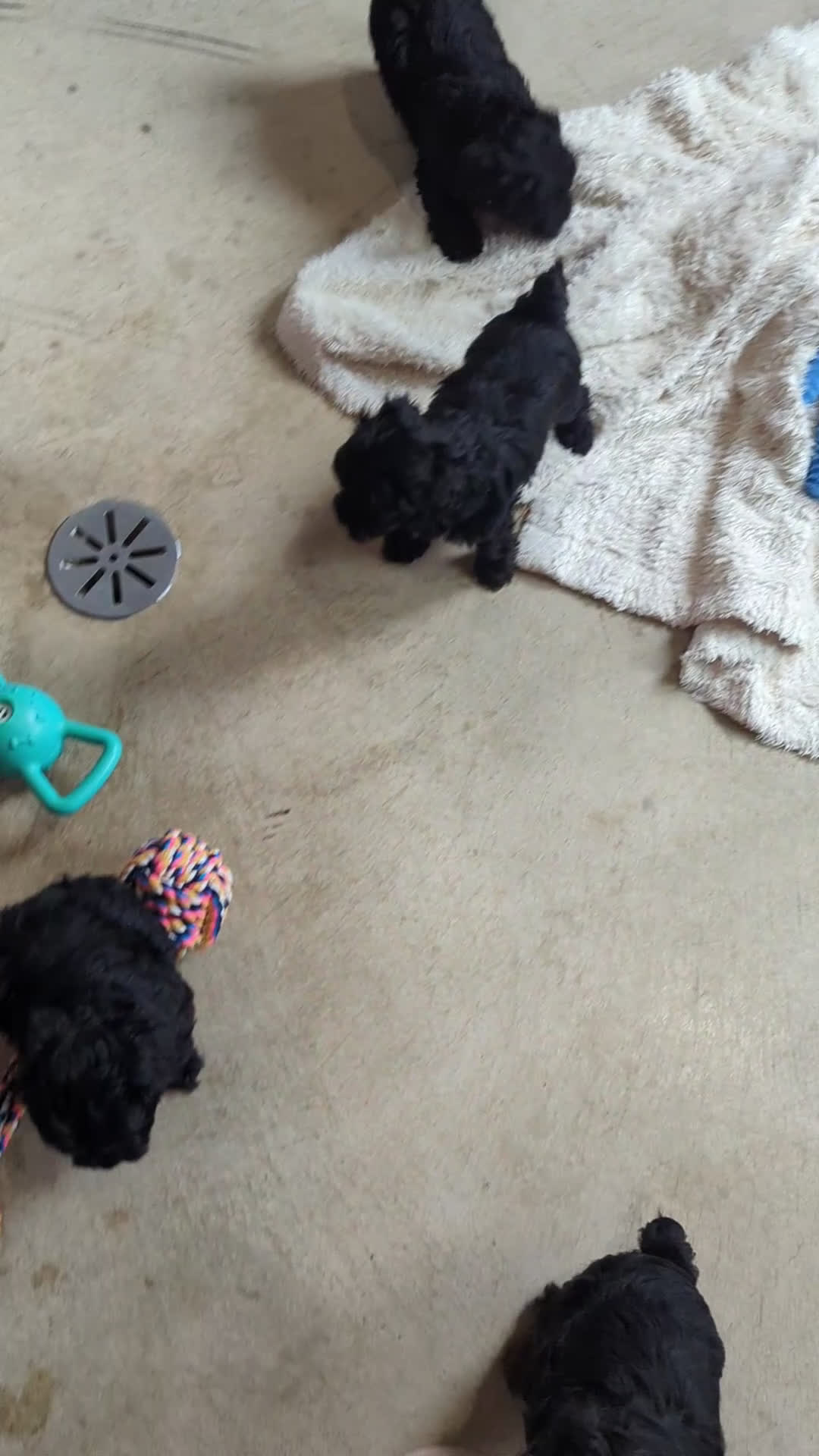 Yorkiepoo dogs for sale: Theo - Video 1