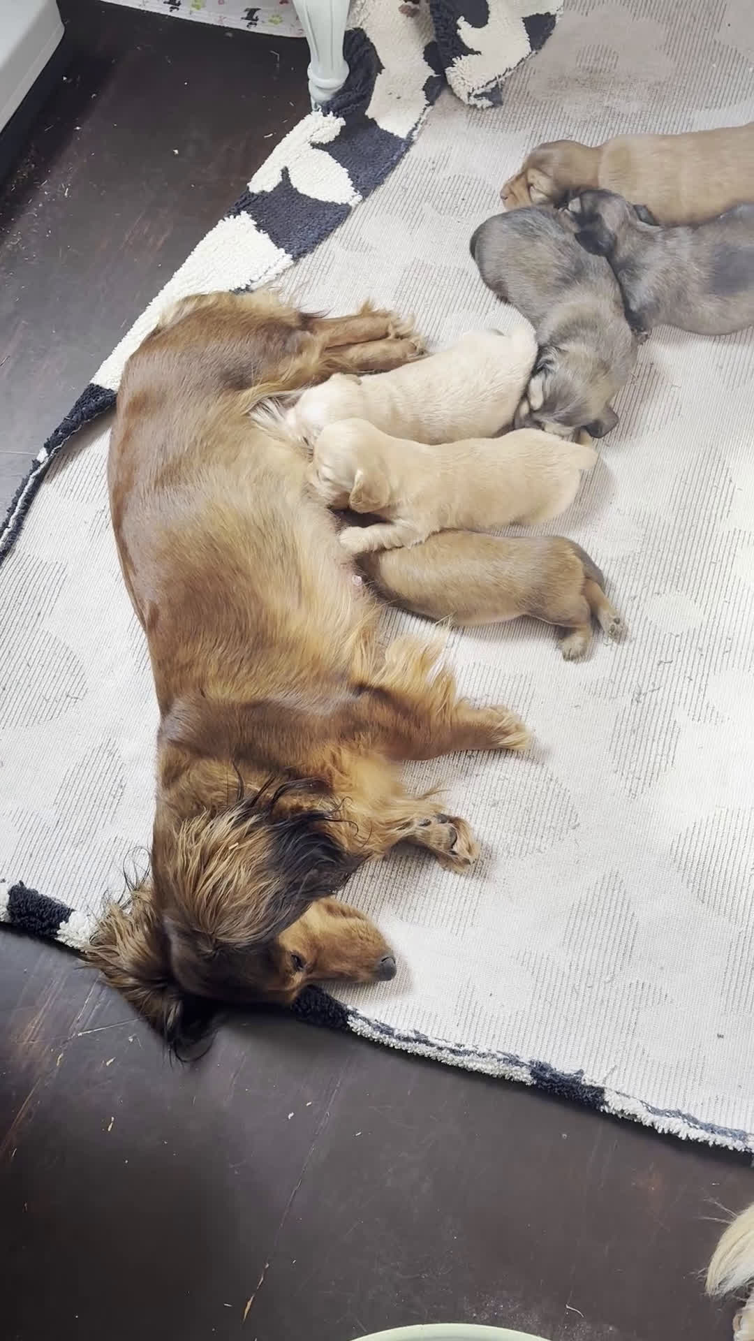 Miniature Dachshund dogs for sale: Blondie - Video 2