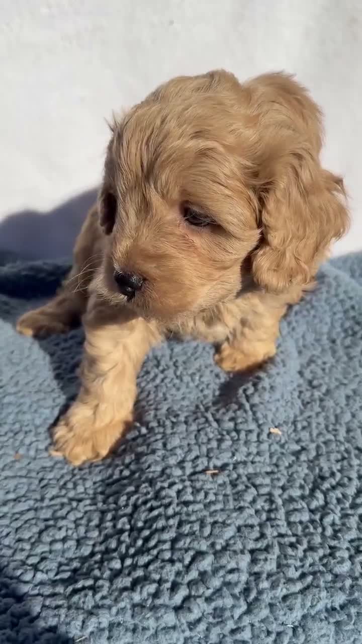 Cavapoo dogs for sale: Rusty - Video 1