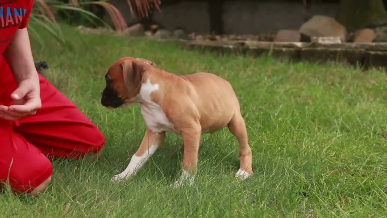 Boxer dogs for sale: Case - Video 1