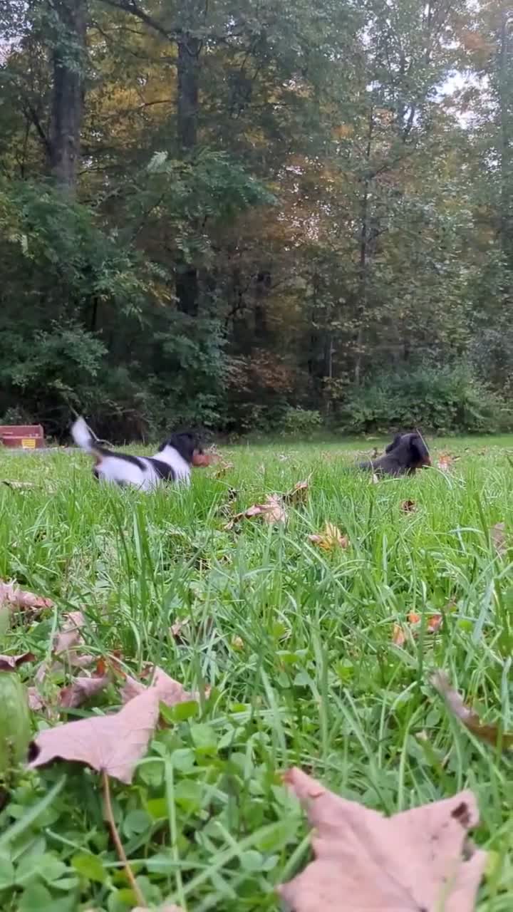 Miniature Dachshund dogs for sale: Shadow - Video 1