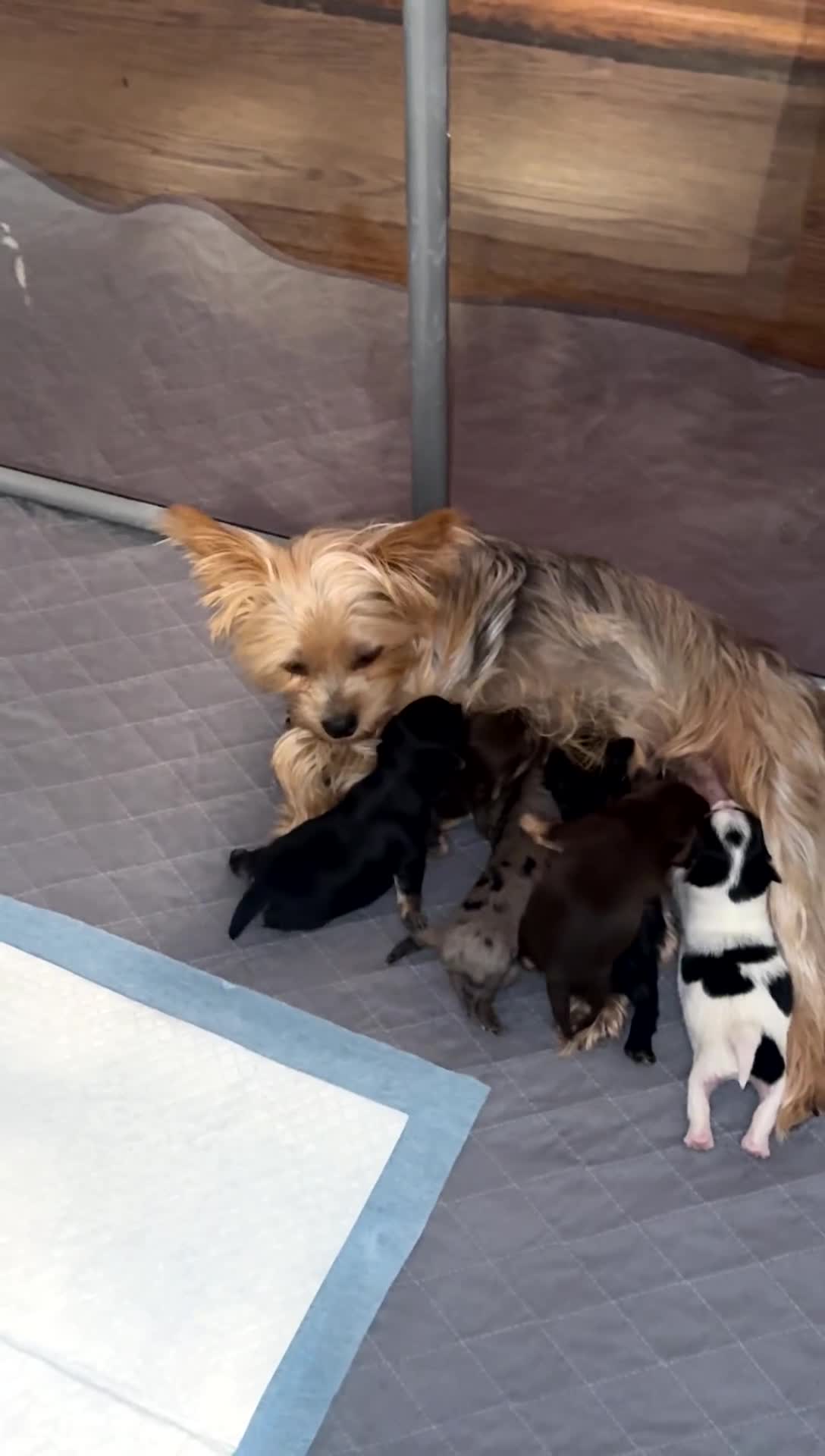 Yorkshire Terrier dogs for sale: Black and tan  - Video 1