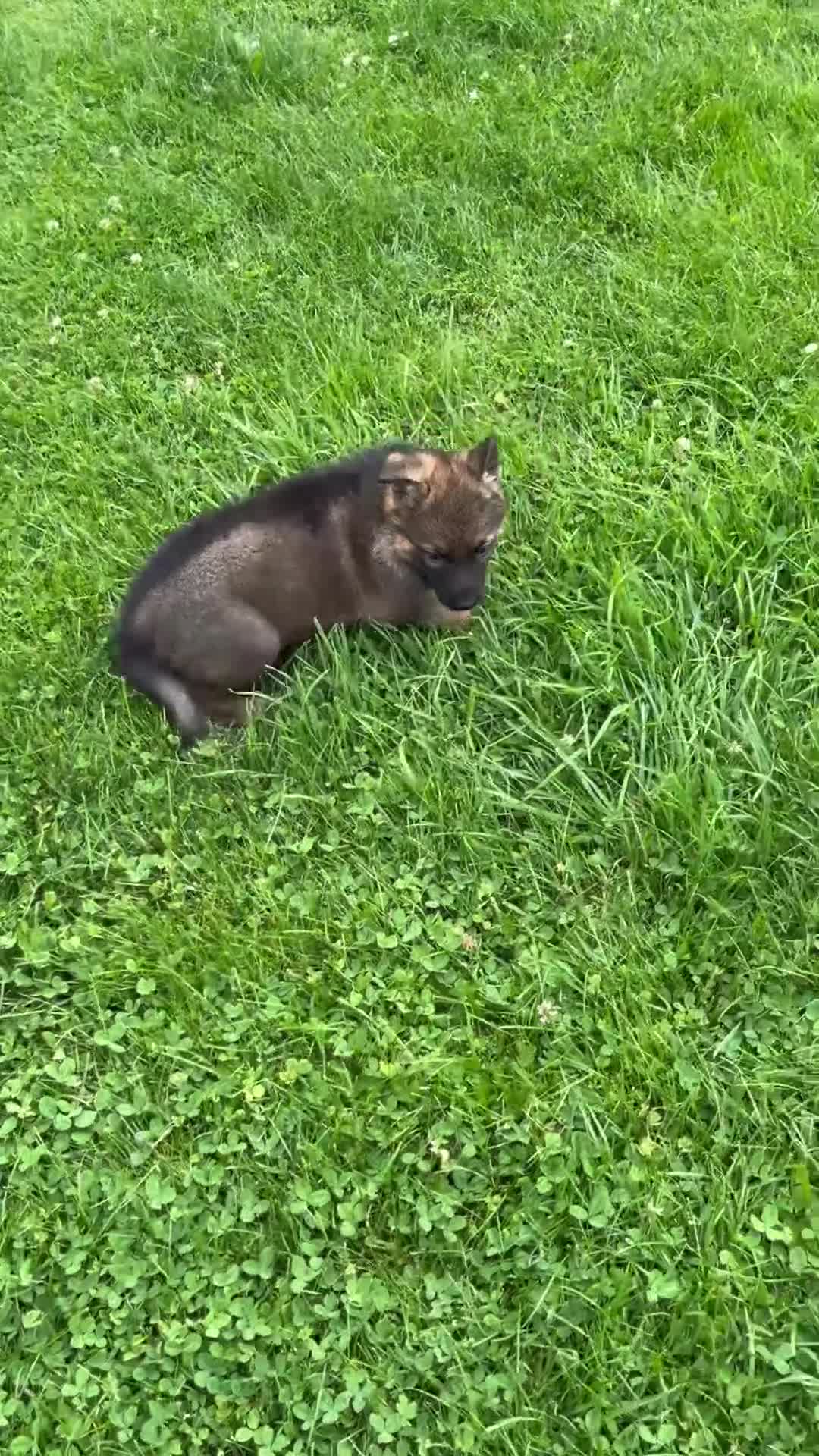 German Shepherd dogs for sale: Kenny - Video 1