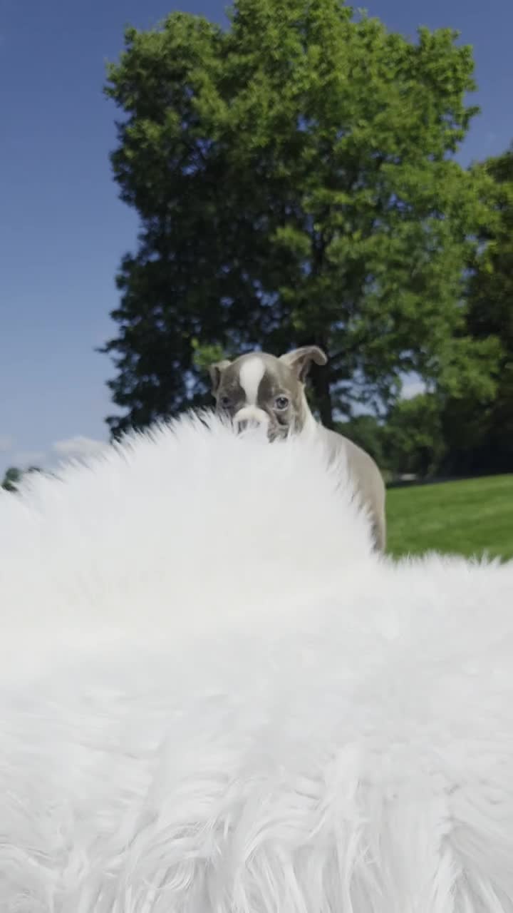 Boston Terrier dogs for sale: Moony - Video 1