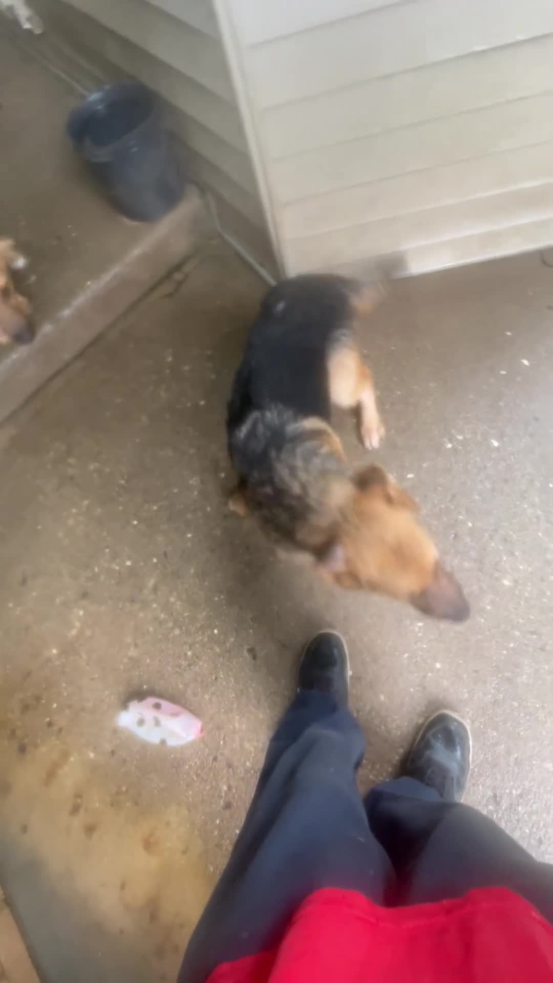German Shepherd dogs for sale: Frack - Video 1