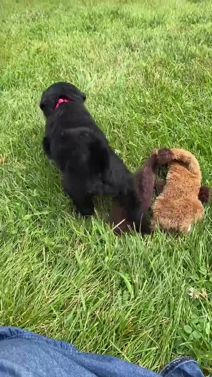 Mixed Breed dogs for sale: Sage - Video 2