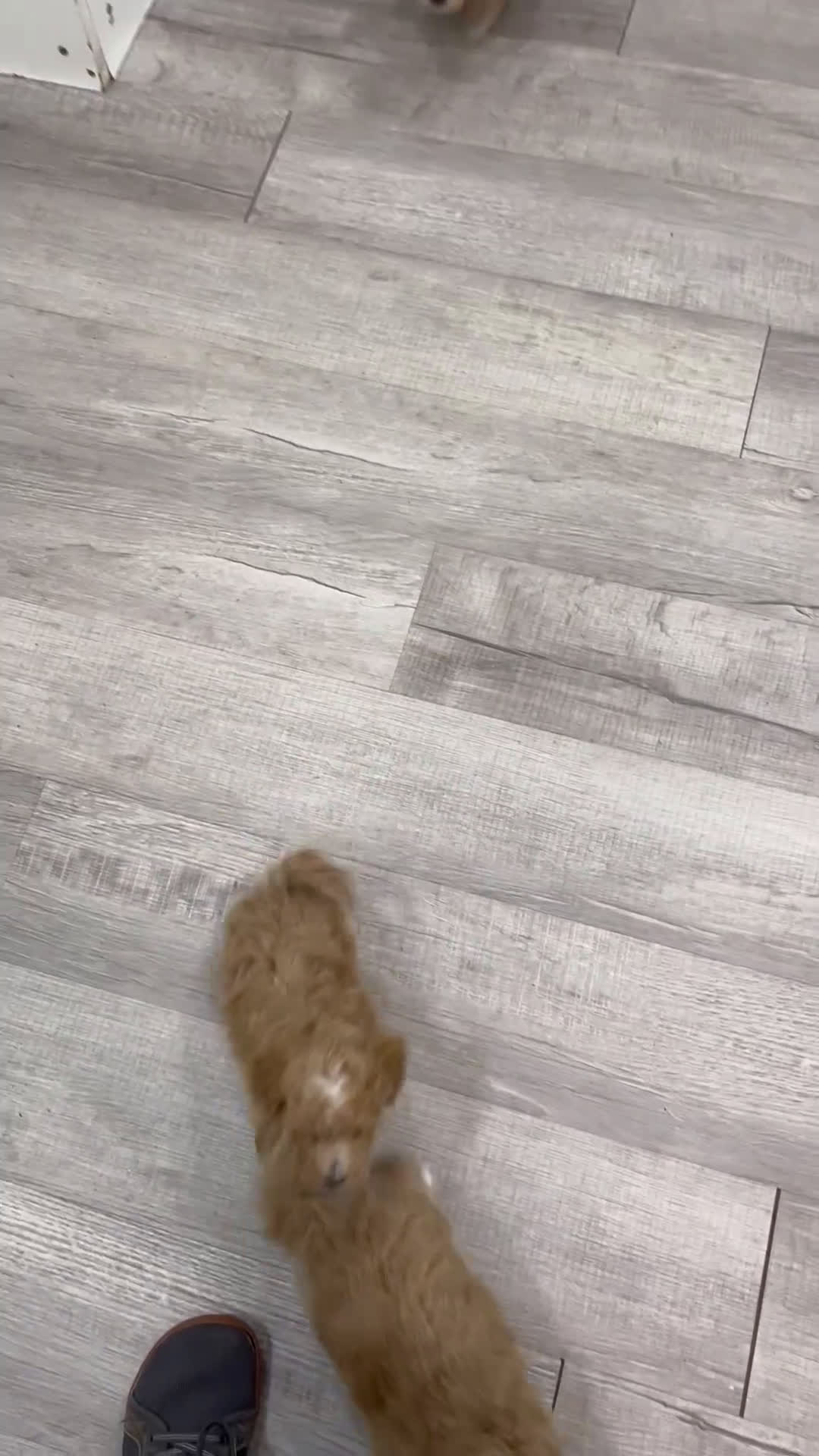 Bichpoo dogs for sale: Scout - Video 2