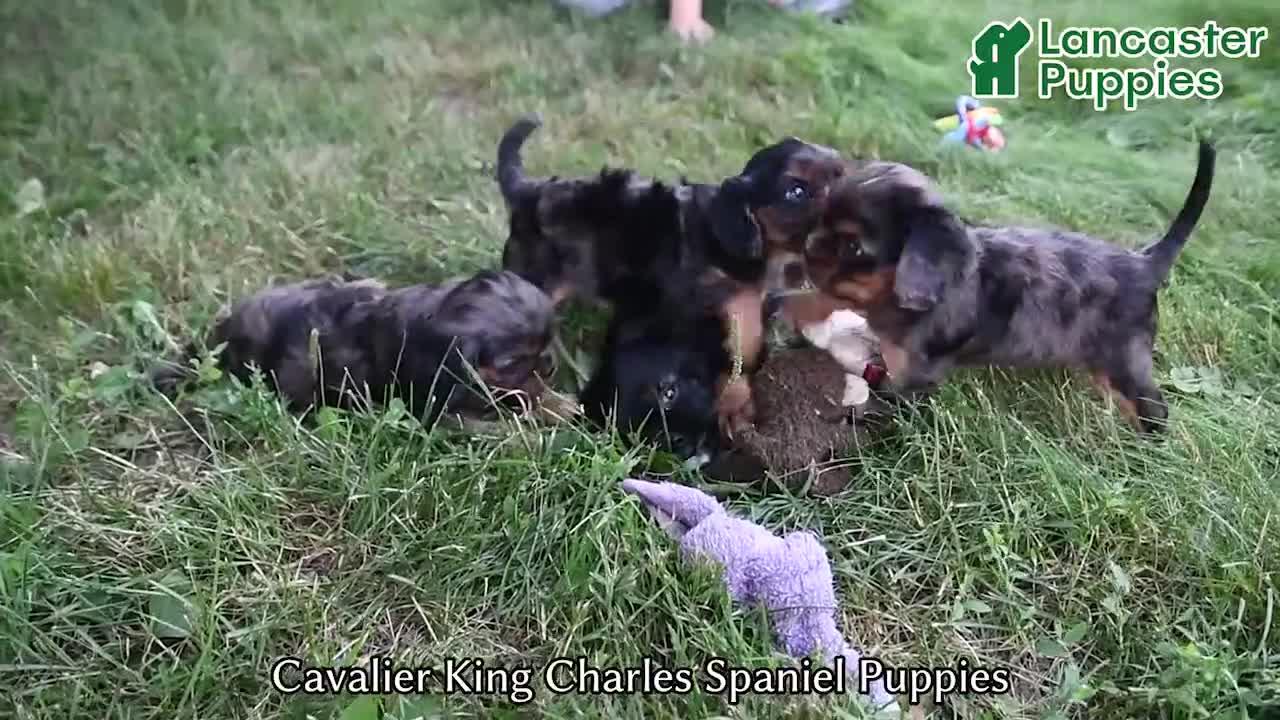 Cavalier King Charles Spaniel dogs for sale: Choco - Video 1