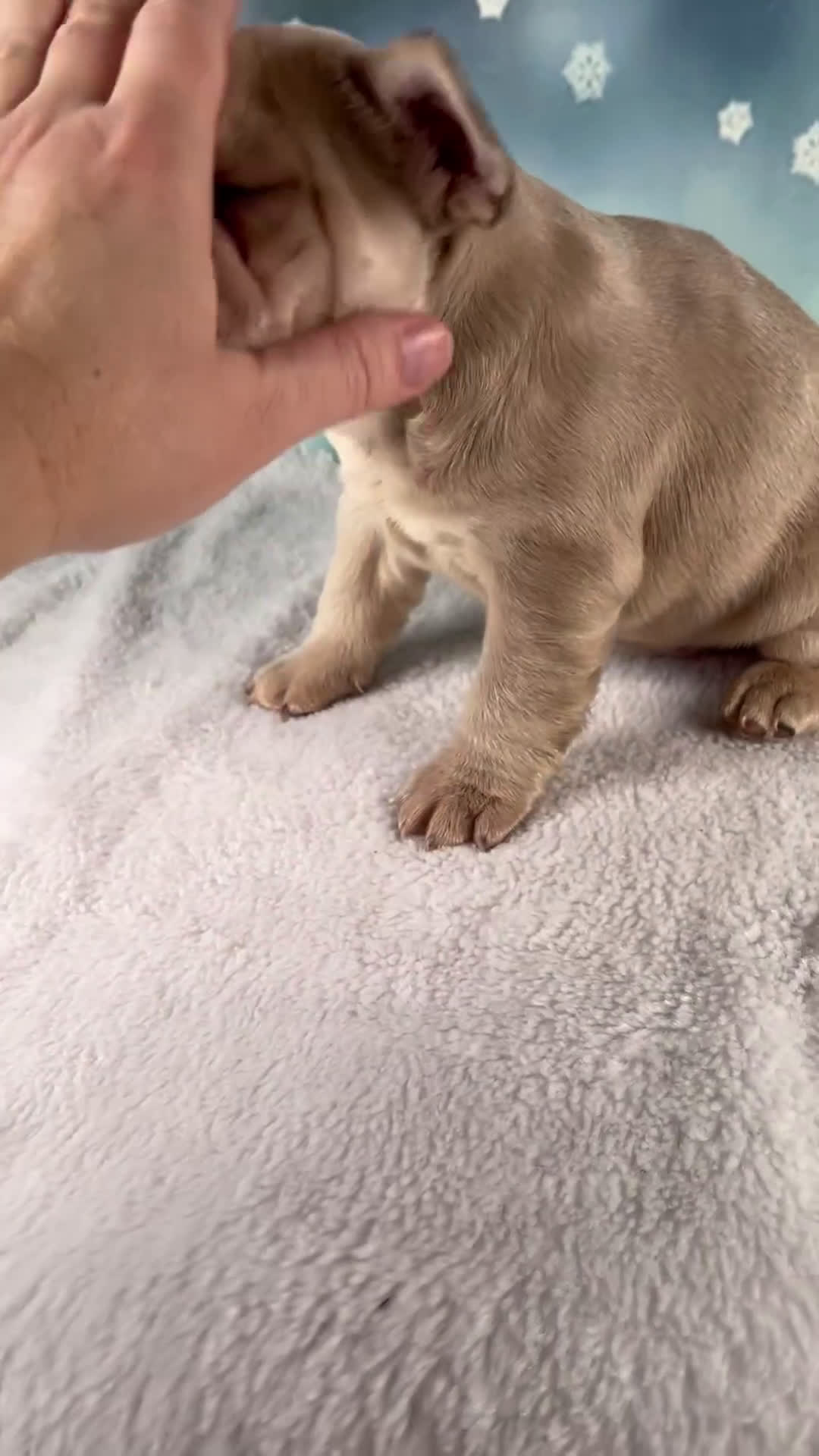 French Bulldog dogs for sale: Mika - Video 1