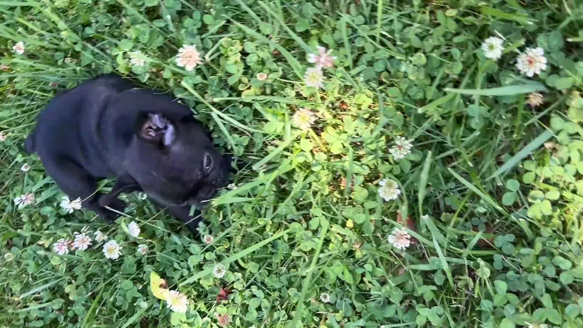 French Bulldog dogs for sale: Matilda - Video 2