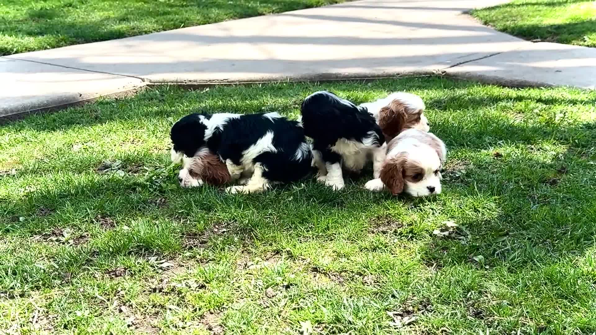 Mixed Breed dogs for sale: Janie - Video 4