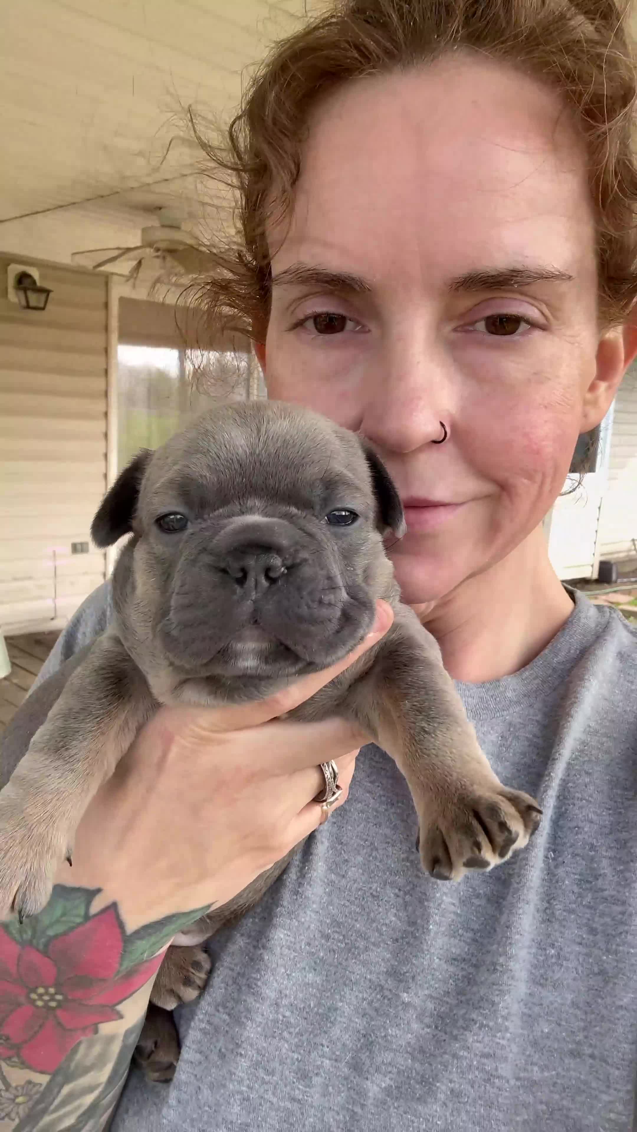 Frenchton dogs for sale: Frenchton Puppy 1. (Leo) - Video 2
