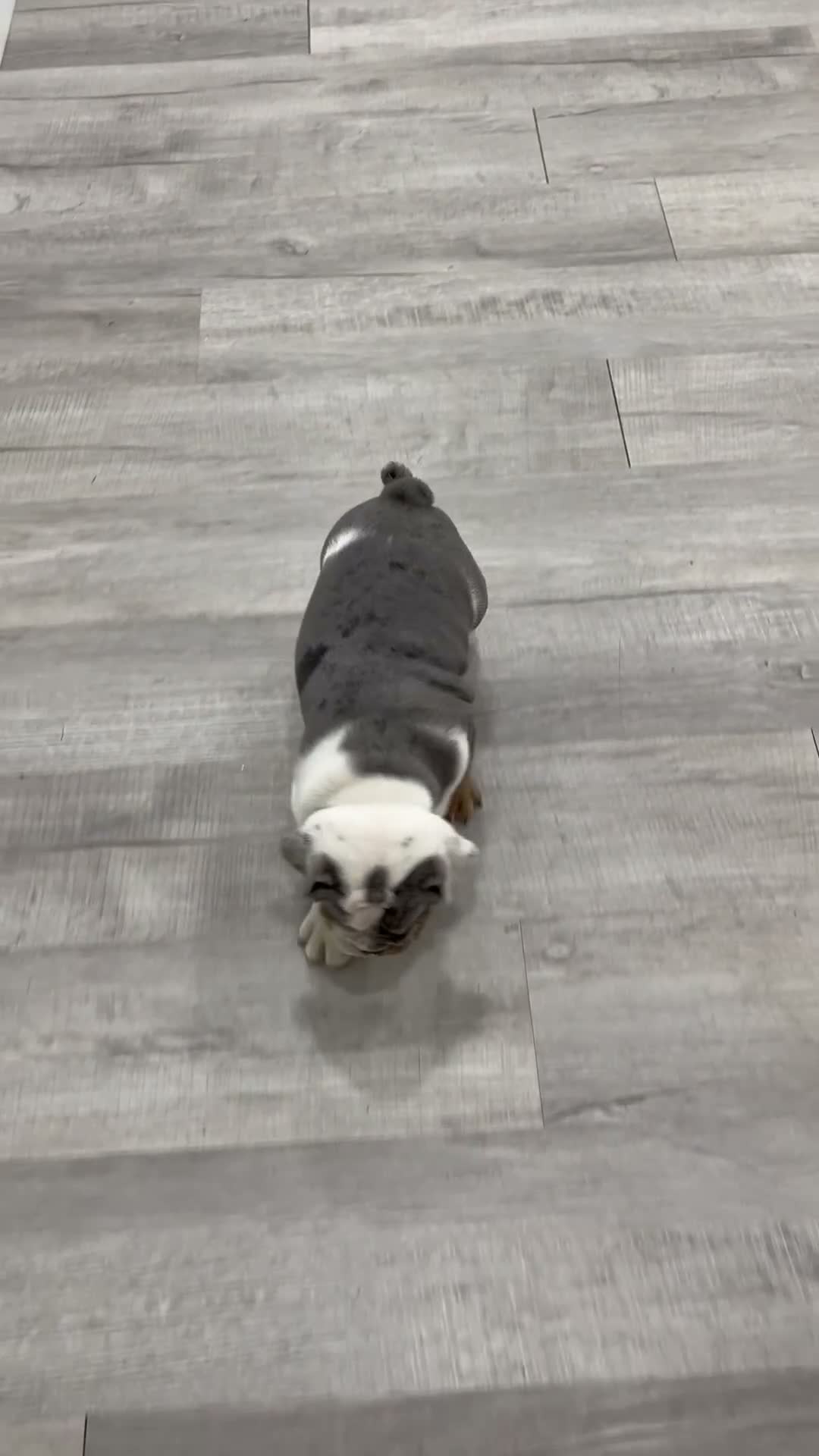 English Bulldog dogs for sale: Earl - Video 1
