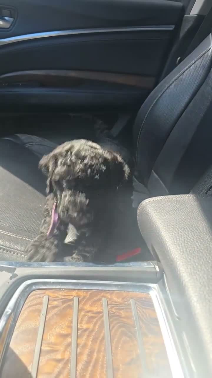Miniature Labradoodle dogs for sale: Miniature Labradoodle Purple - Video 1