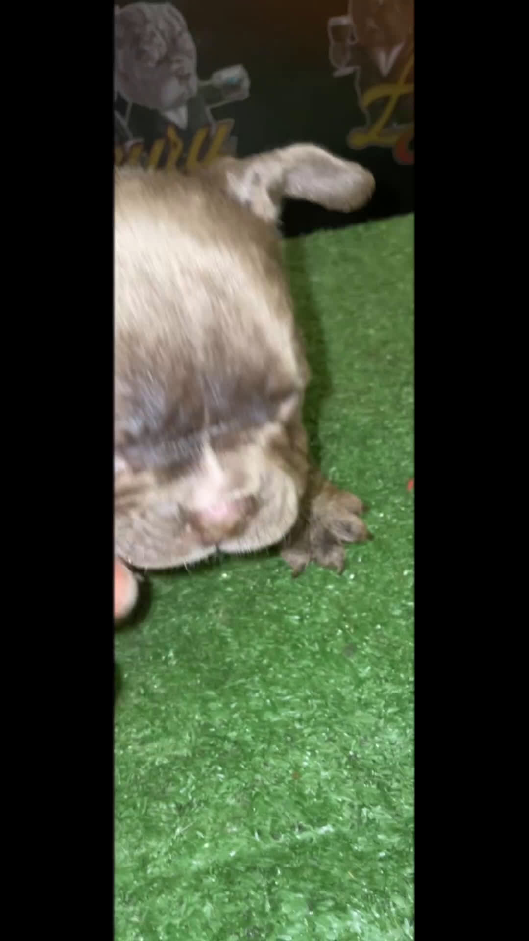 American Bully dogs for sale: Lilac male - Video 1