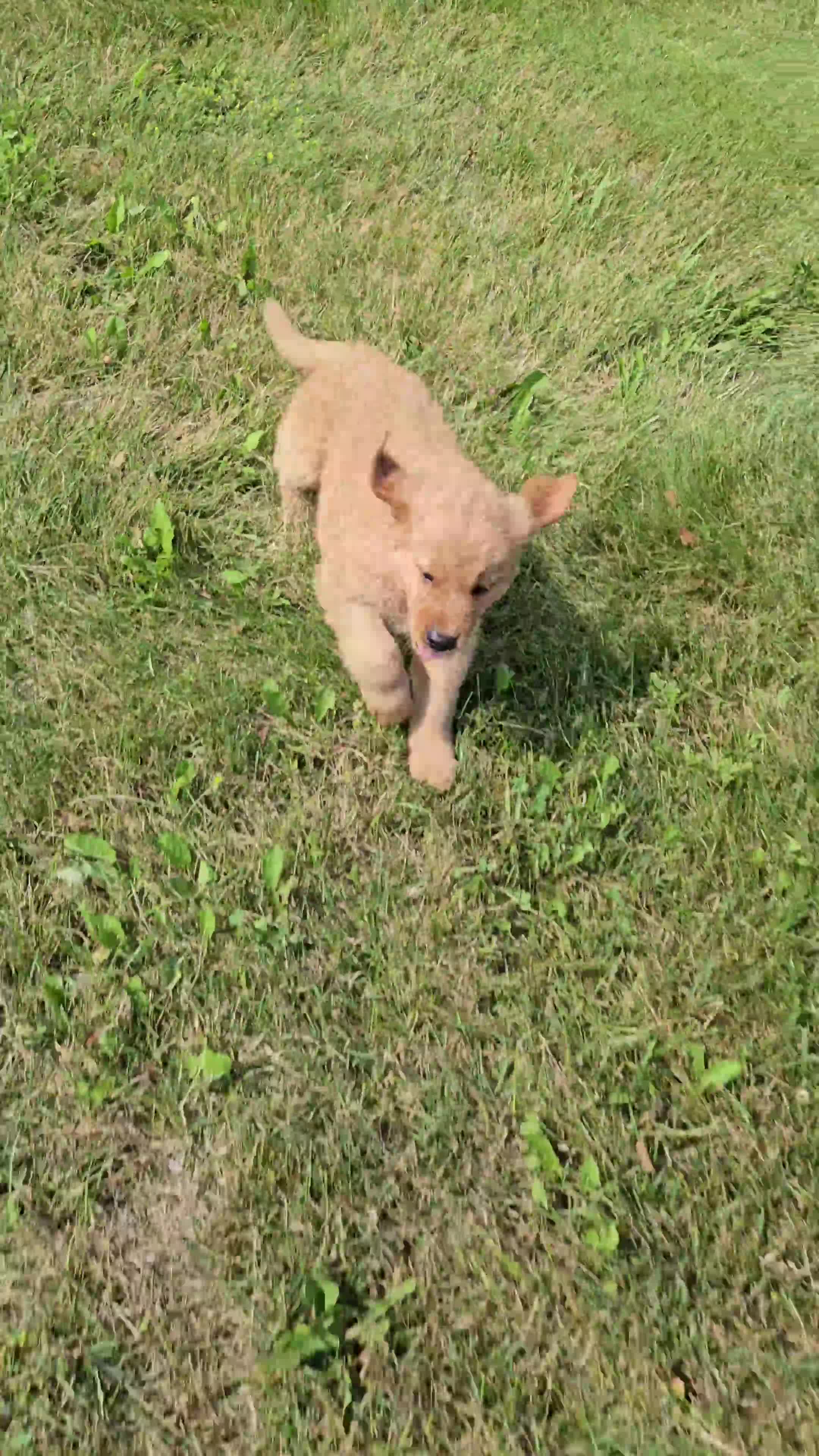 Golden Retriever dogs for sale: Dakota  - Video 2