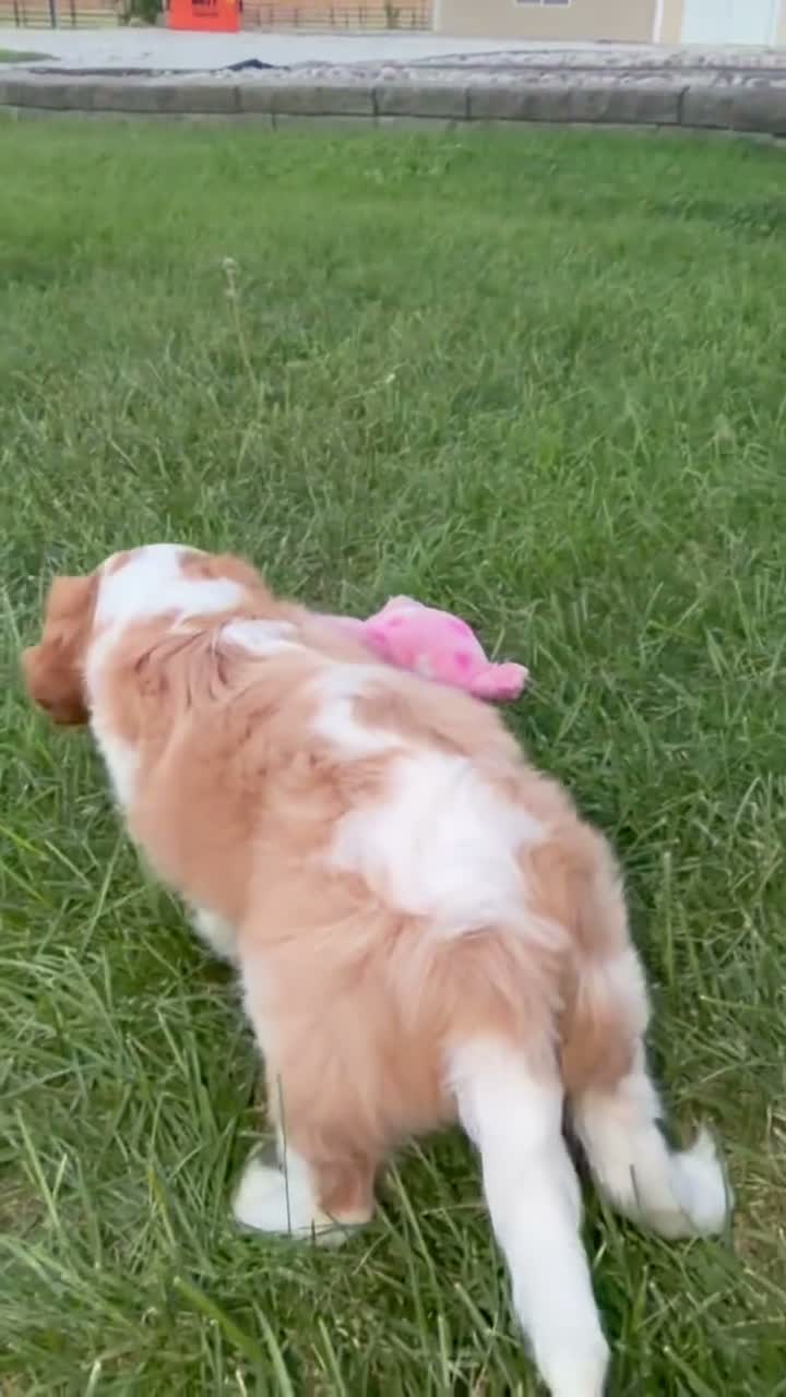 Cavalier King Charles Spaniel dogs for sale: Joshua Cavalier King Charles Spaniel  - Video 2