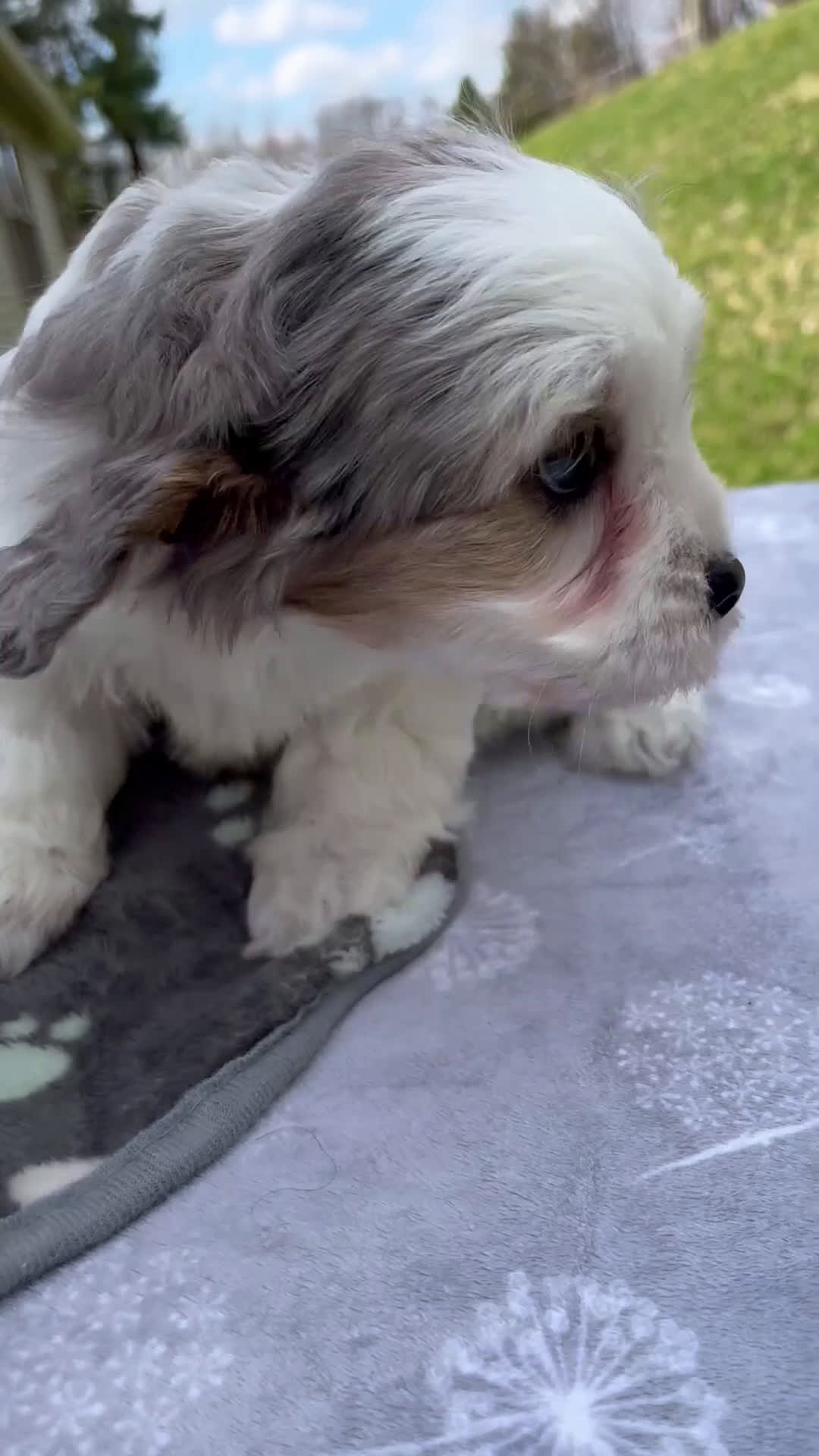 Cavapoo dogs for sale: Ben - Video 1