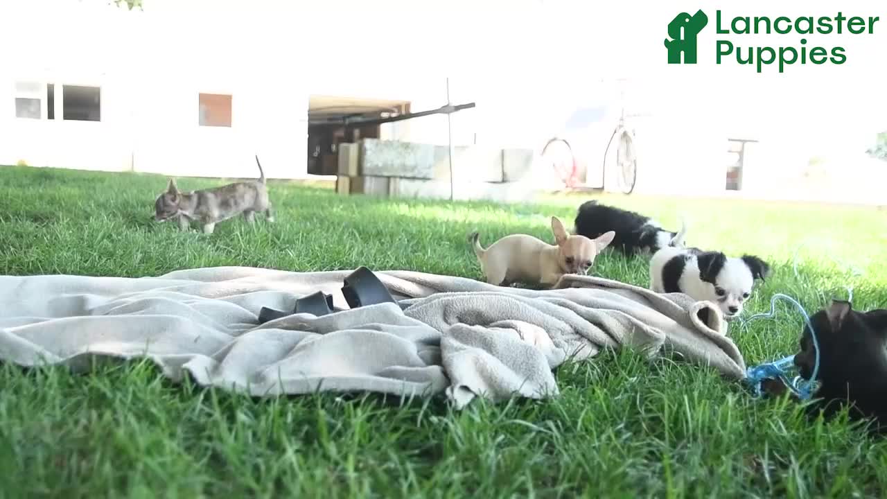 Chihuahua dogs for sale: Jace - Video 1