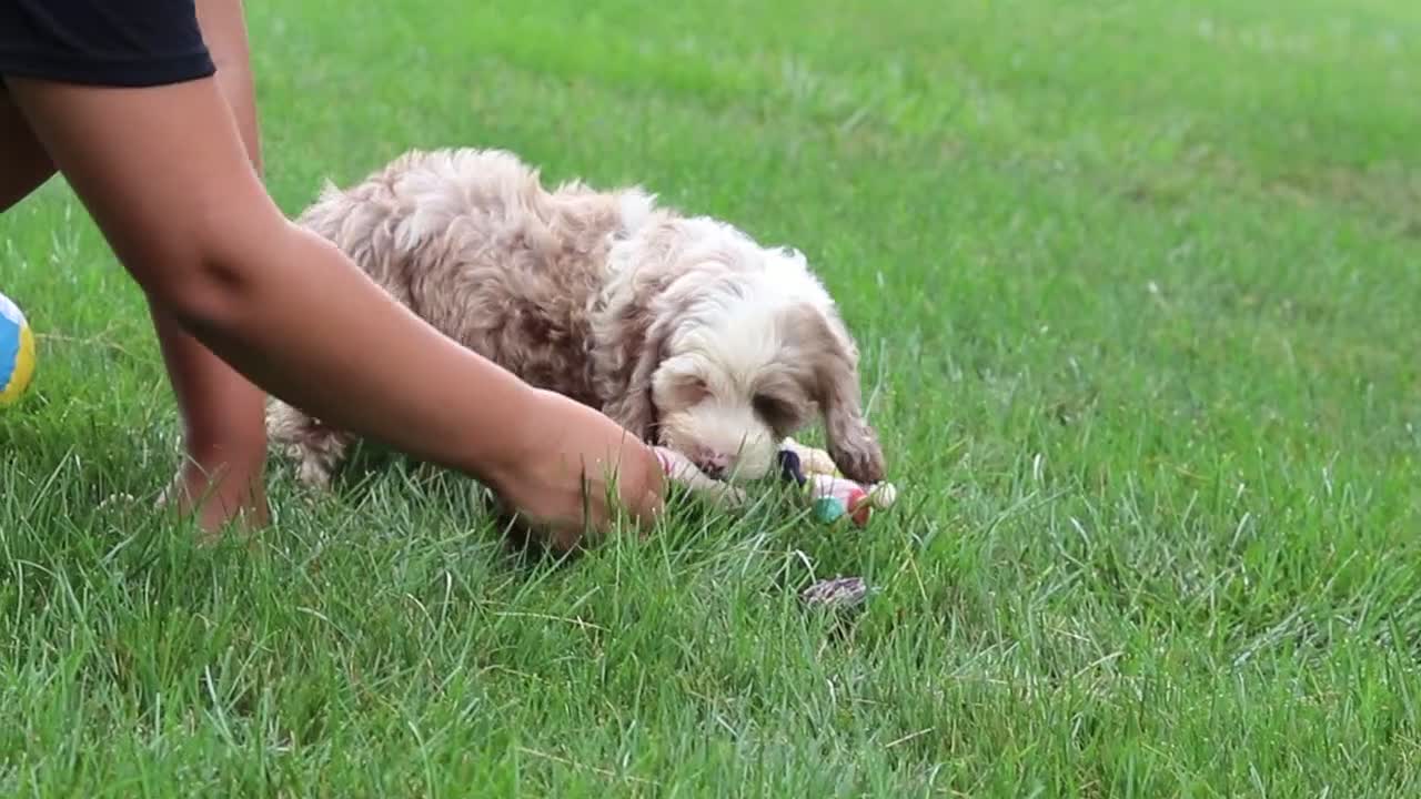 Cockapoo dogs for sale: Oakley - Video 1